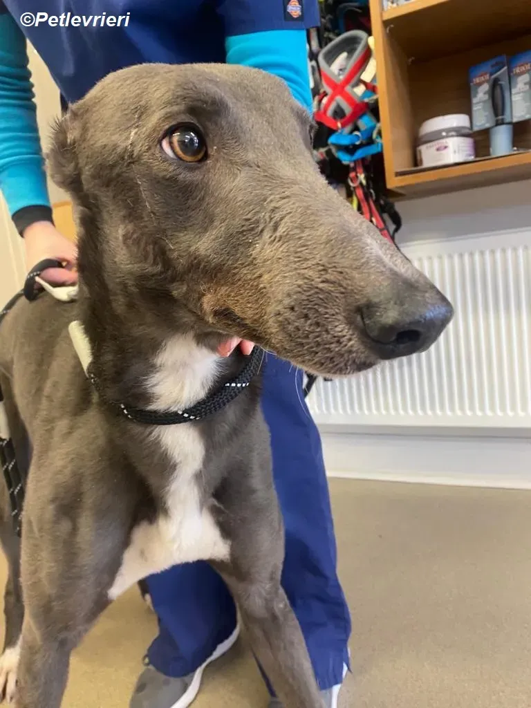 Robinson adozione levrieri greyhound 2