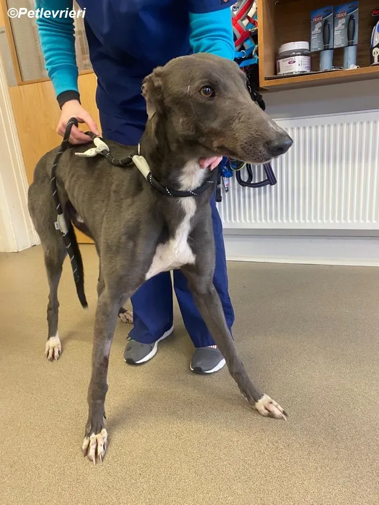 Robinson adozione levrieri greyhound 3