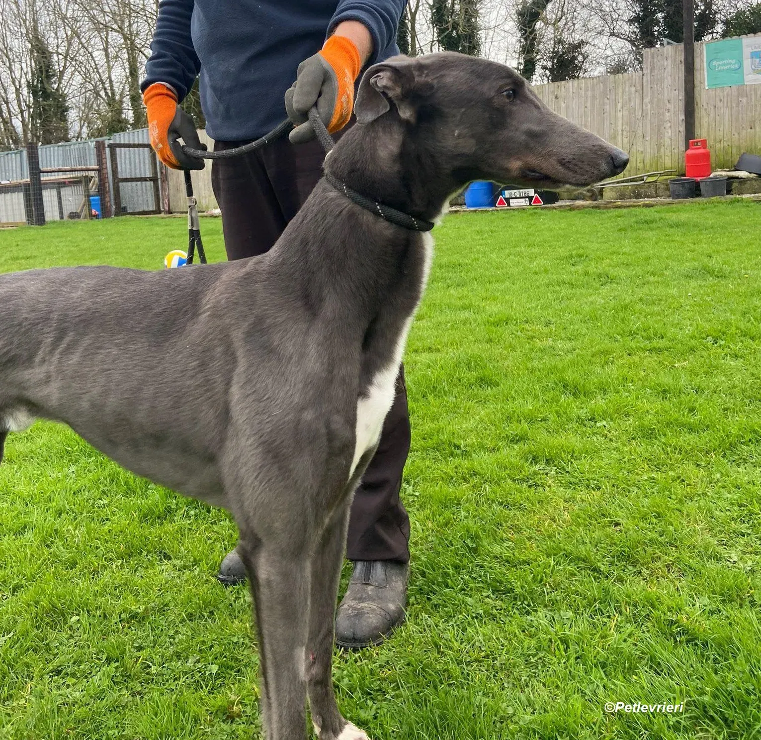 Robinson adozione levrieri greyhound 4