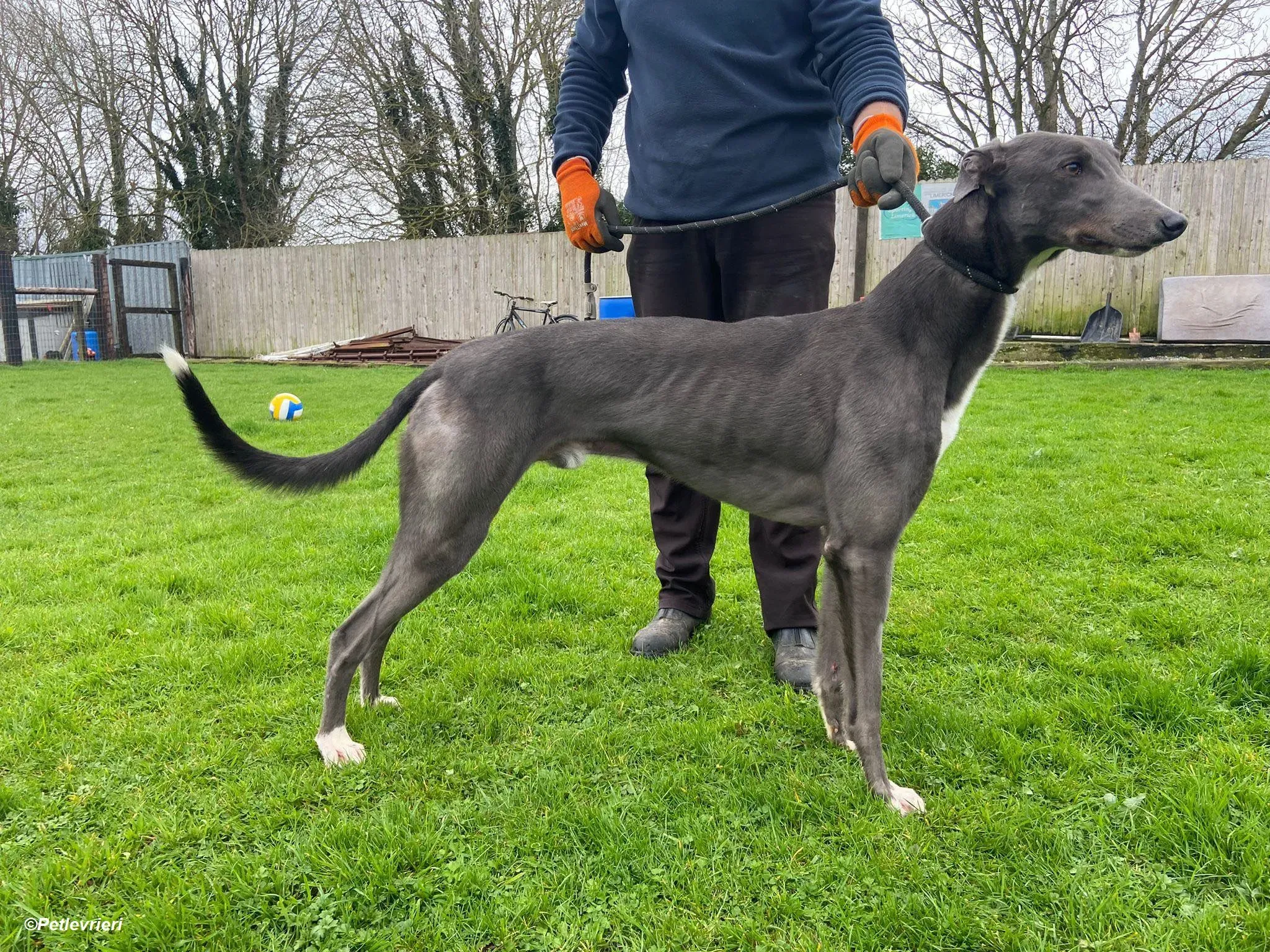 Robinson adozione levrieri greyhound 5