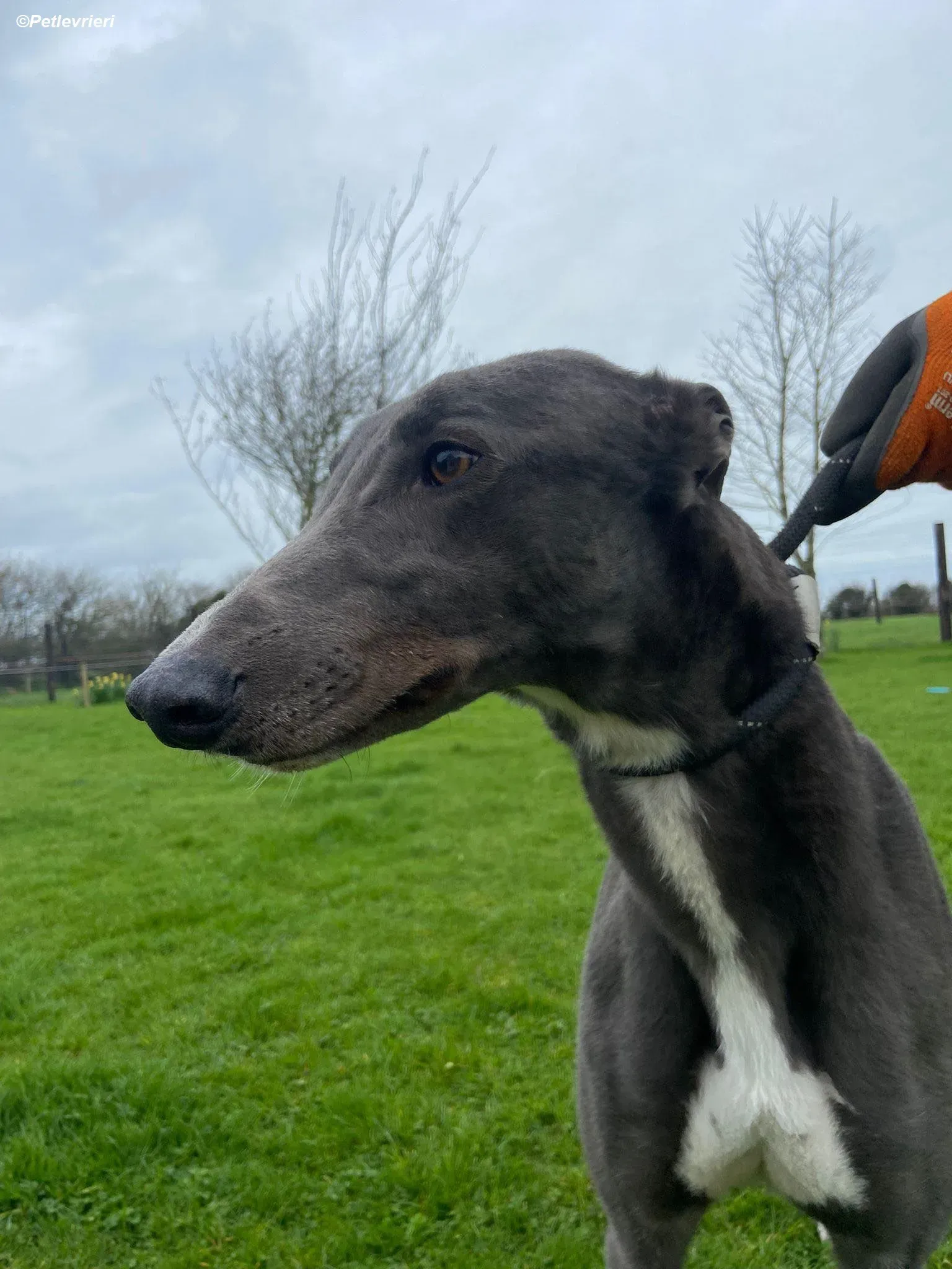 Robinson adozione levrieri greyhound 6