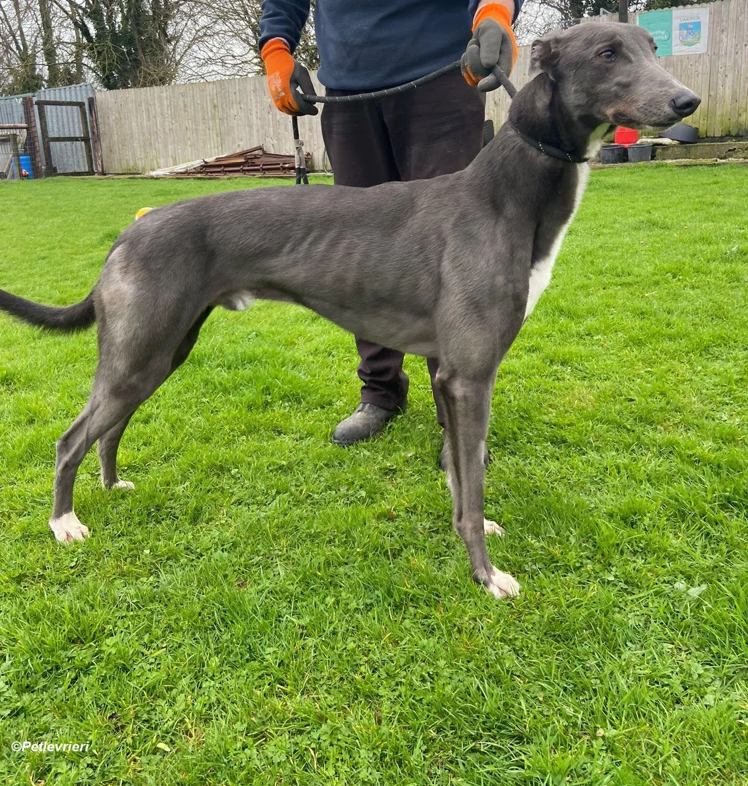 Robinson adozione levrieri greyhound 7