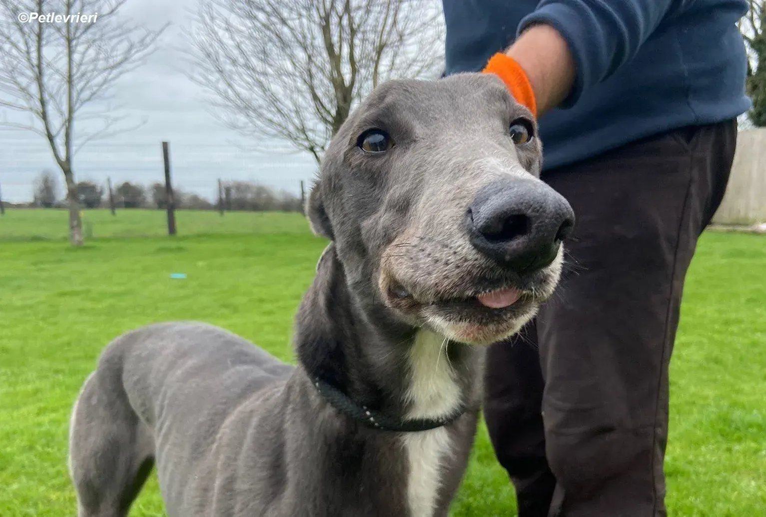 Robinson adozione levrieri greyhound 8