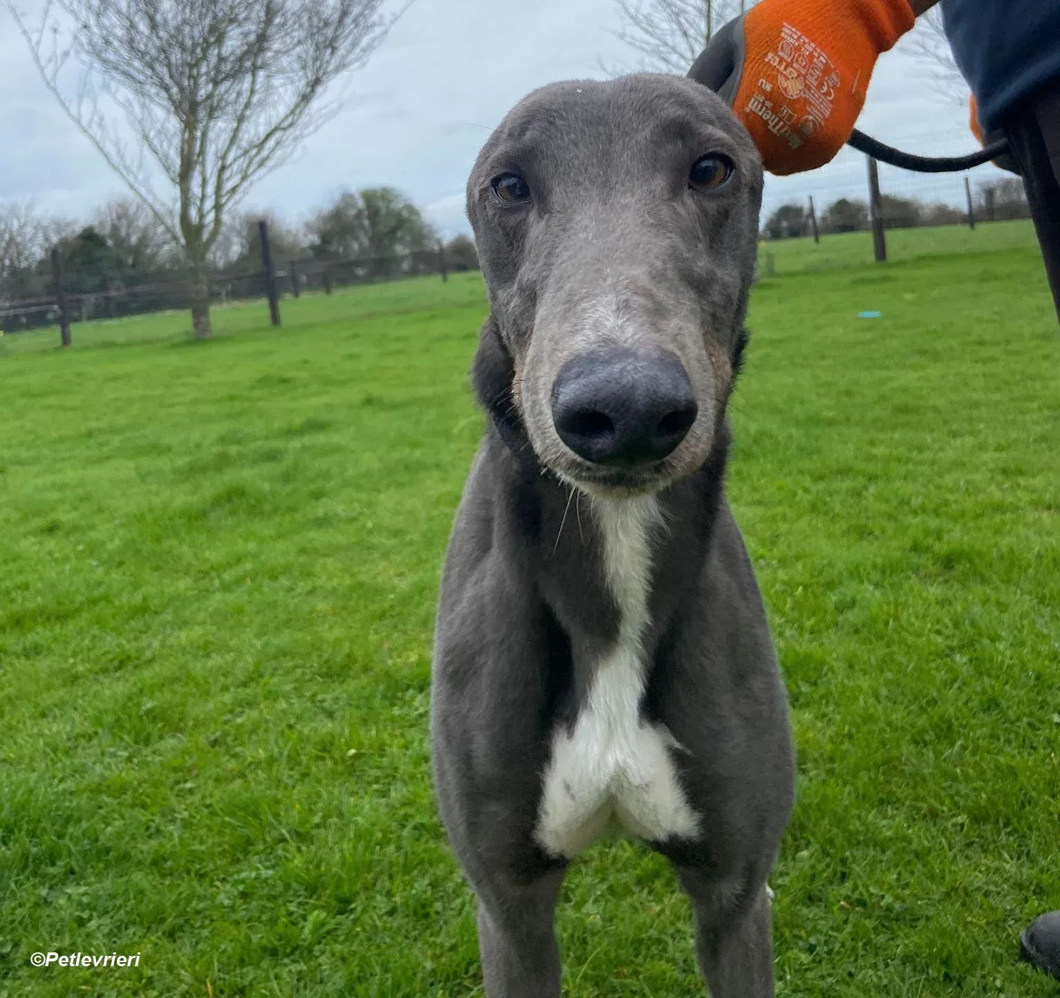 Robinson adozione levrieri greyhound 9