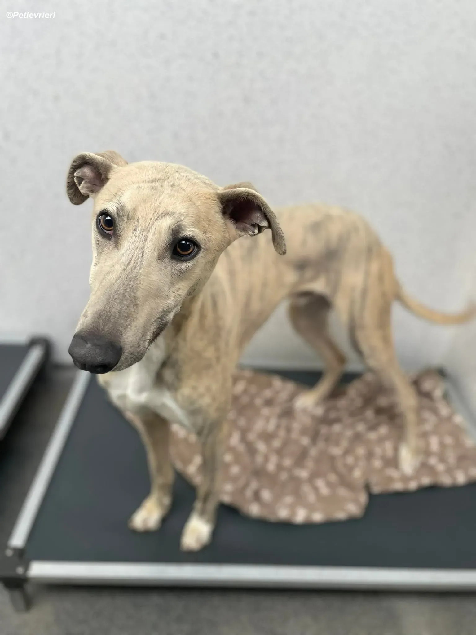 Rocket adozione levrieri greyhound 2