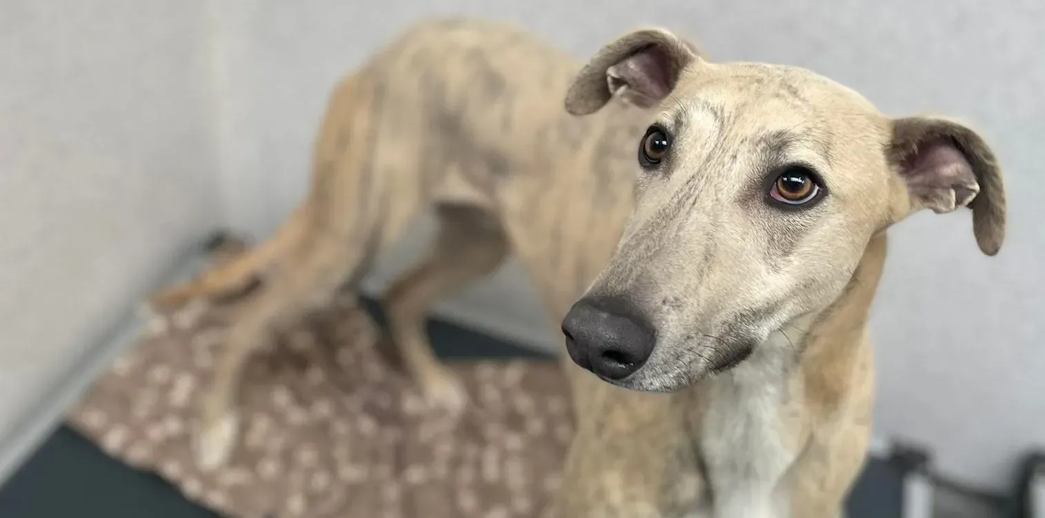 Rocket adozione levrieri greyhound 3 e1649006365869