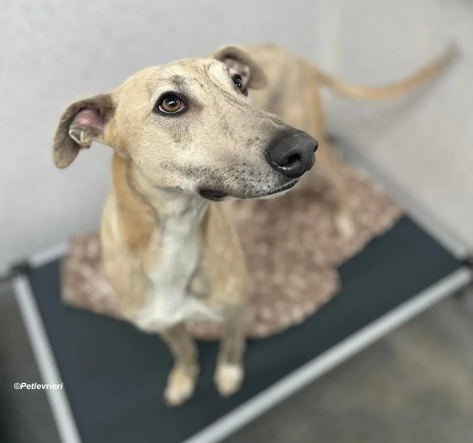 Rocket adozione levrieri greyhound 5