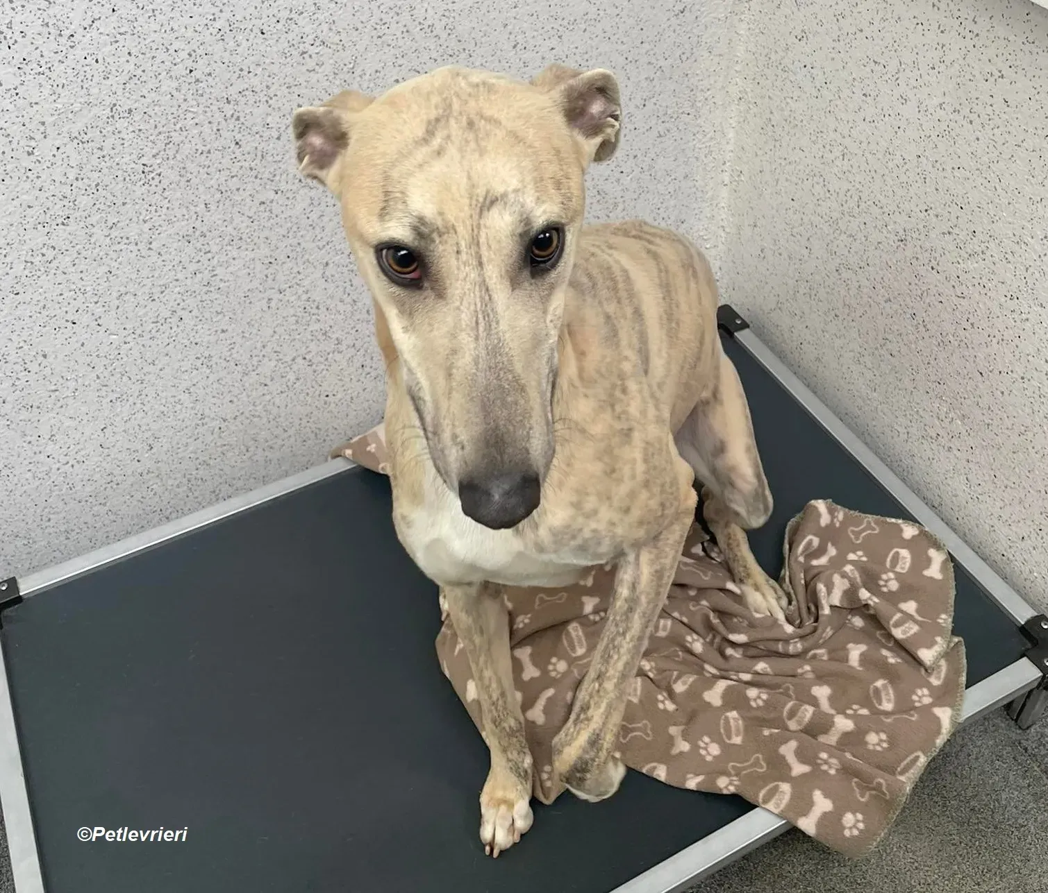 Rocket adozione levrieri greyhound 6