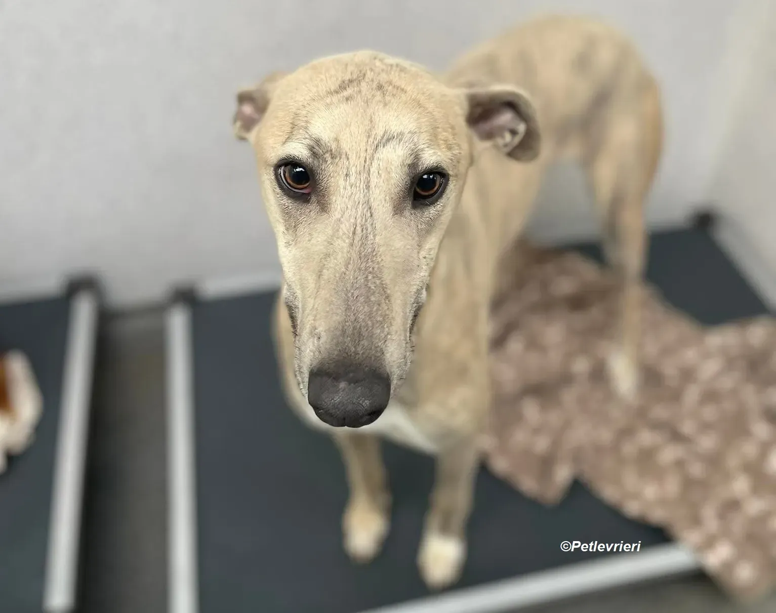 Rocket adozione levrieri greyhound 7