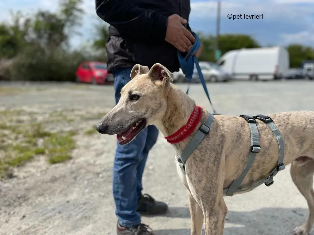 Rocket adozione levriero lurcher whippet1 1