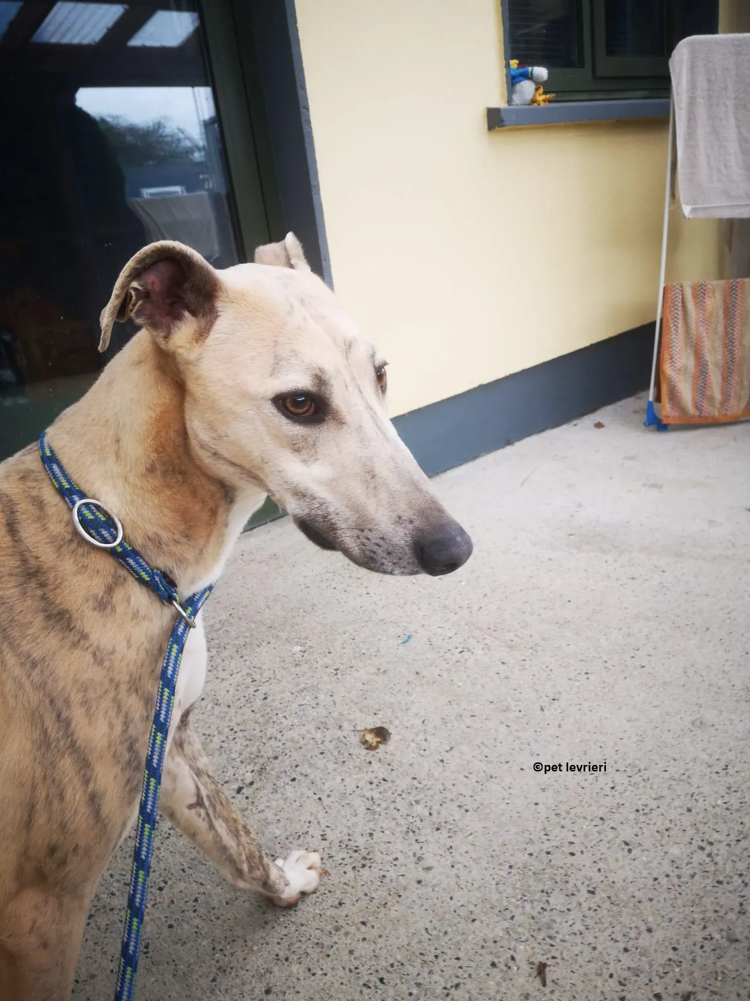 Rocket adozione levriero lurcher whippet1