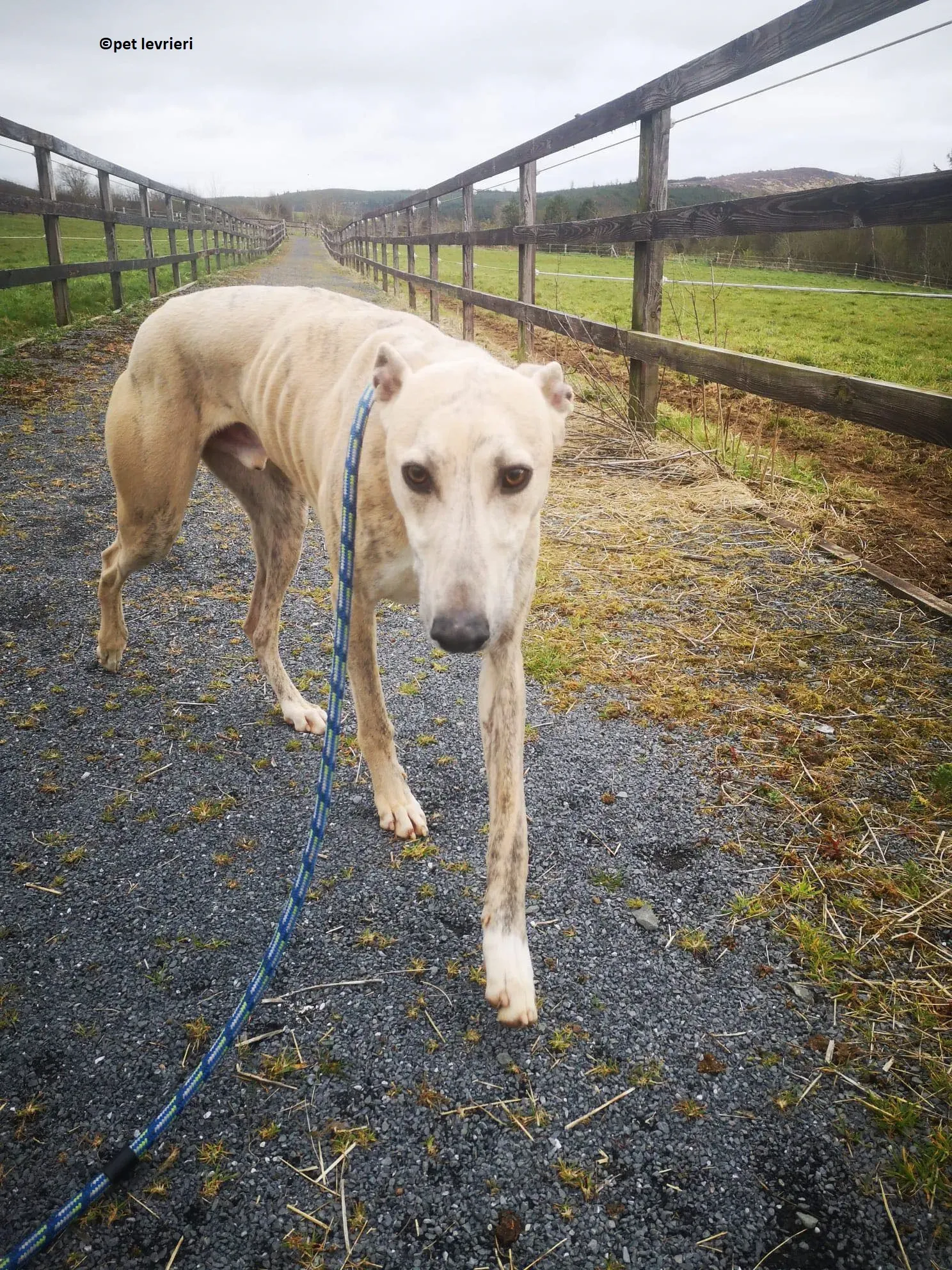 Rocket adozione levriero lurcher whippet10
