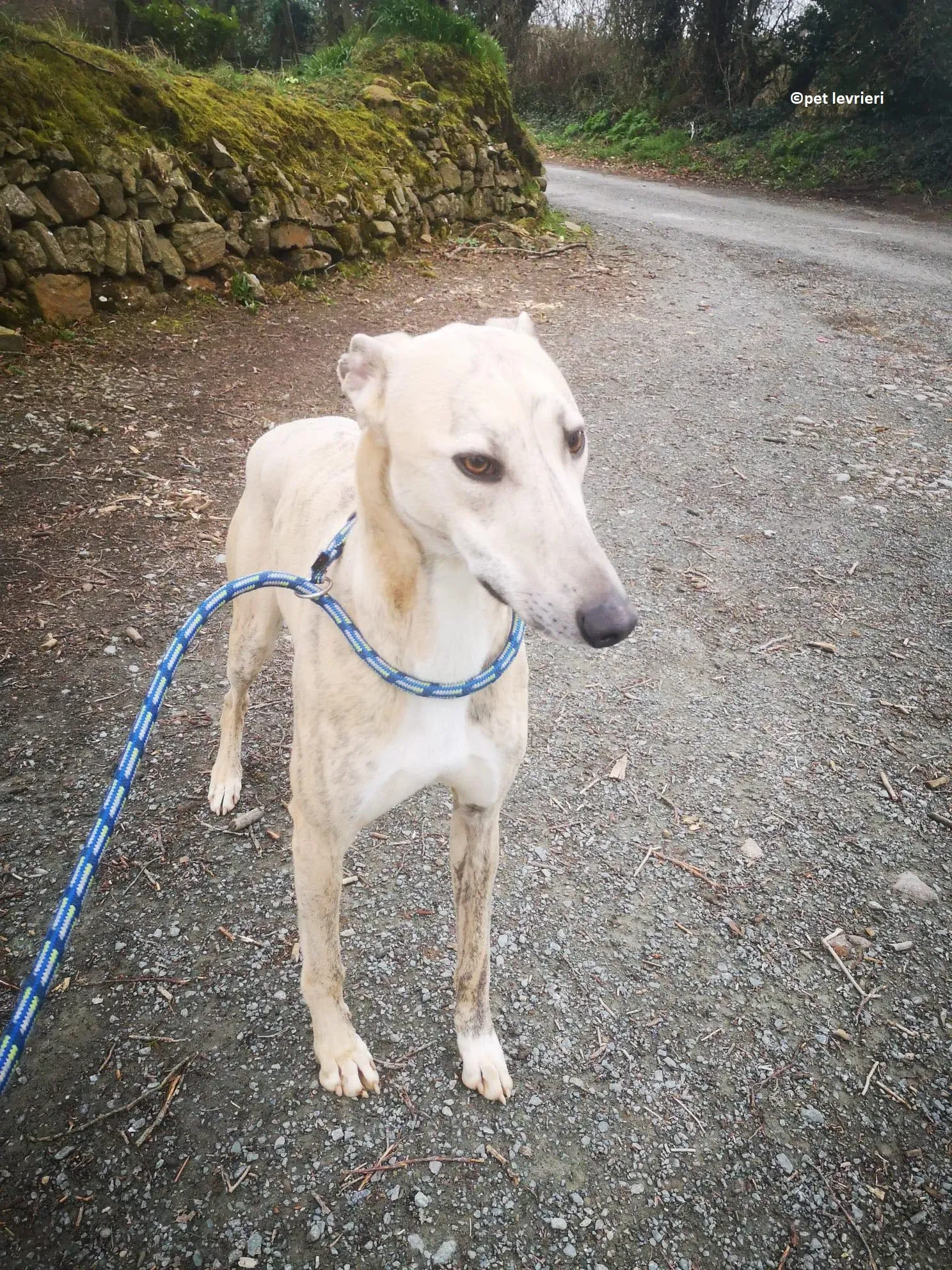 Rocket adozione levriero lurcher whippet11