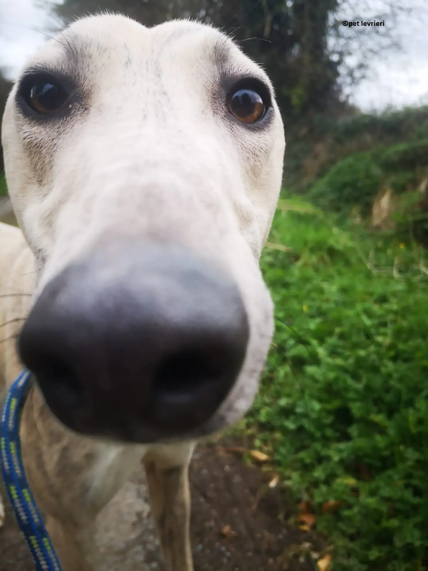 Rocket adozione levriero lurcher whippet12