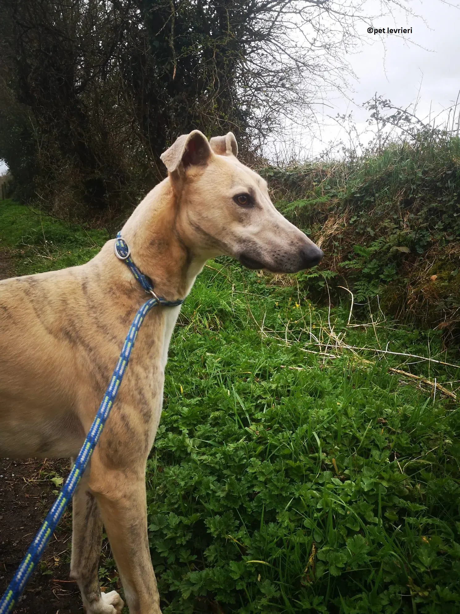 Rocket adozione levriero lurcher whippet13