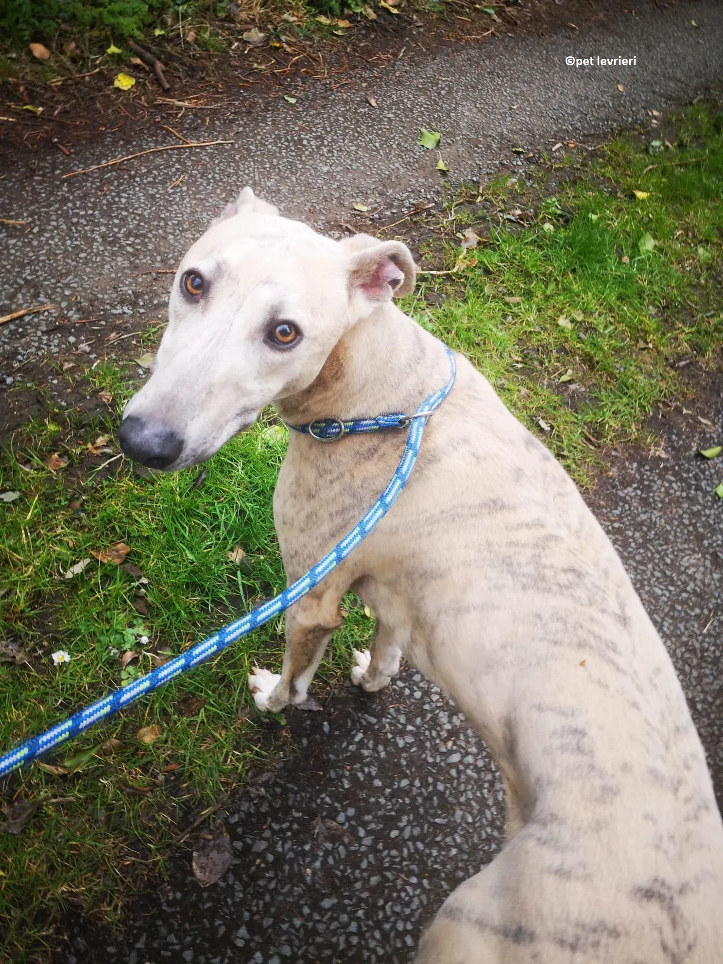 Rocket adozione levriero lurcher whippet14