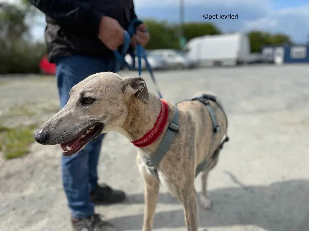 Rocket adozione levriero lurcher whippet2 1