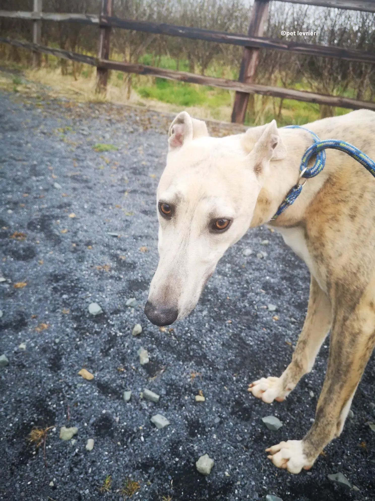 Rocket adozione levriero lurcher whippet2