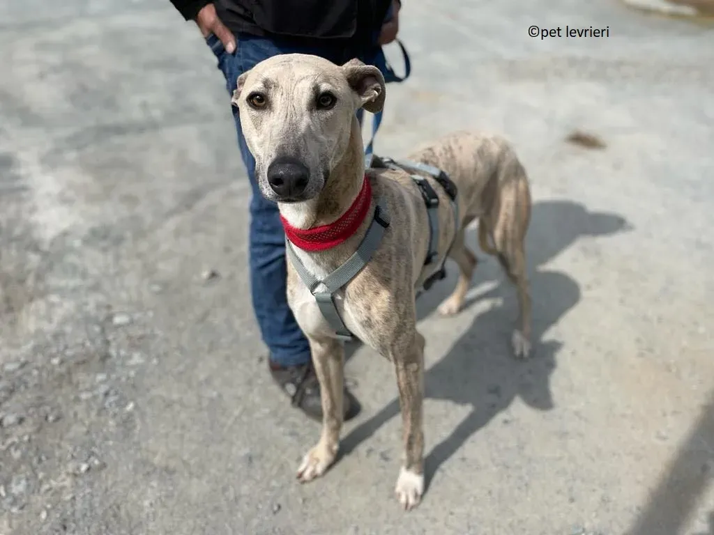 Rocket adozione levriero lurcher whippet3 1