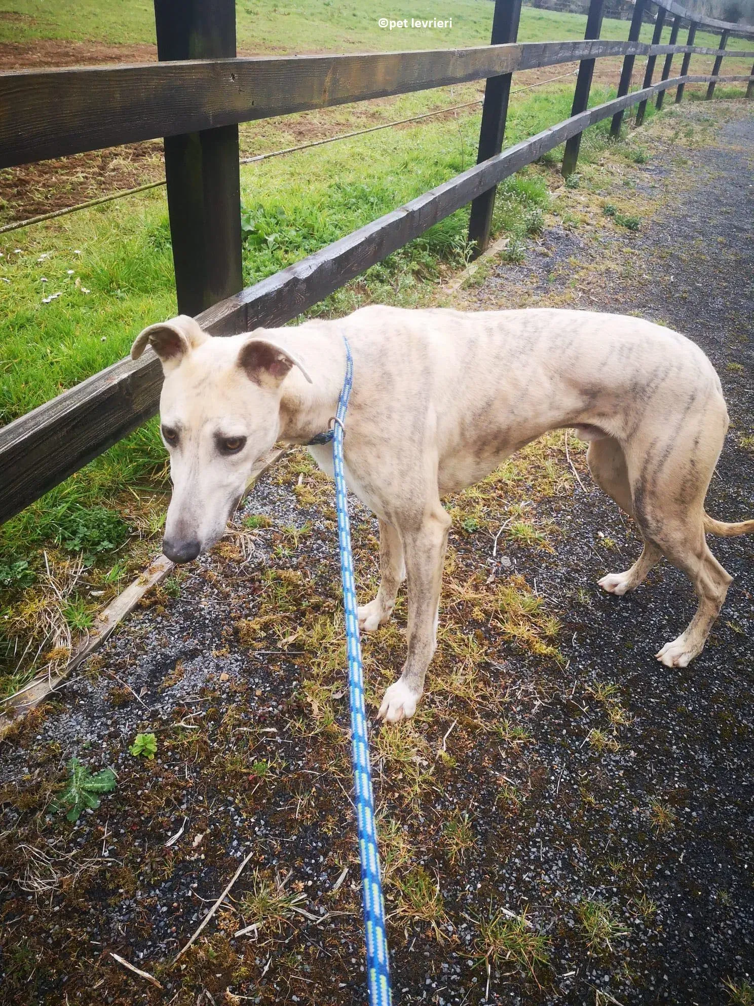 Rocket adozione levriero lurcher whippet3