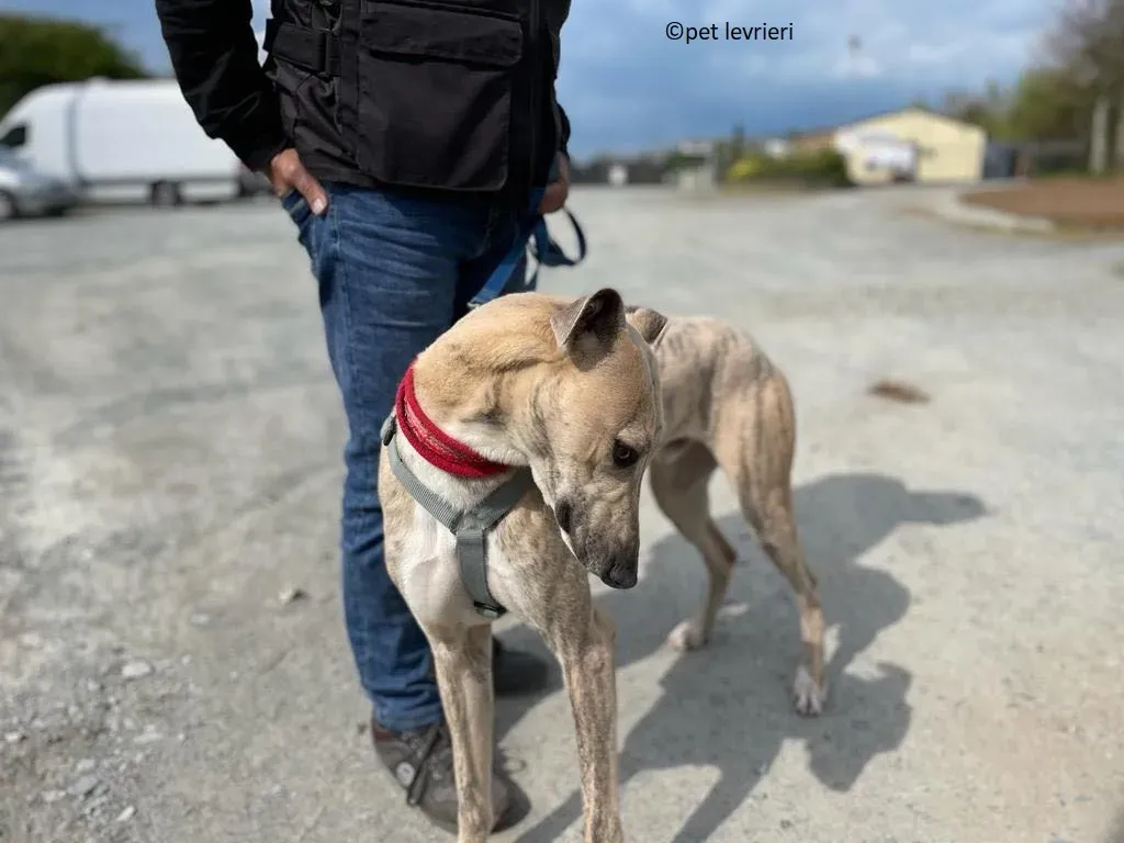 Rocket adozione levriero lurcher whippet4 1