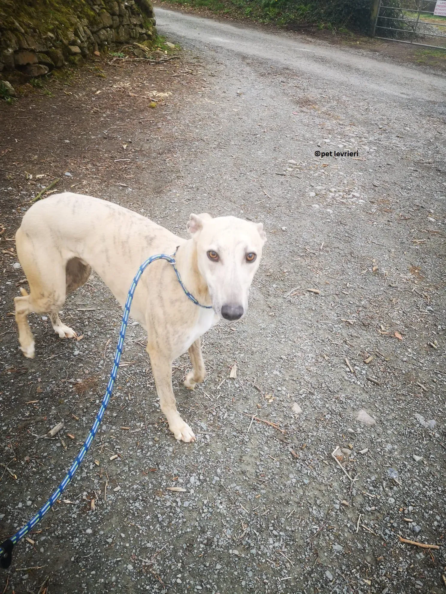 Rocket adozione levriero lurcher whippet4