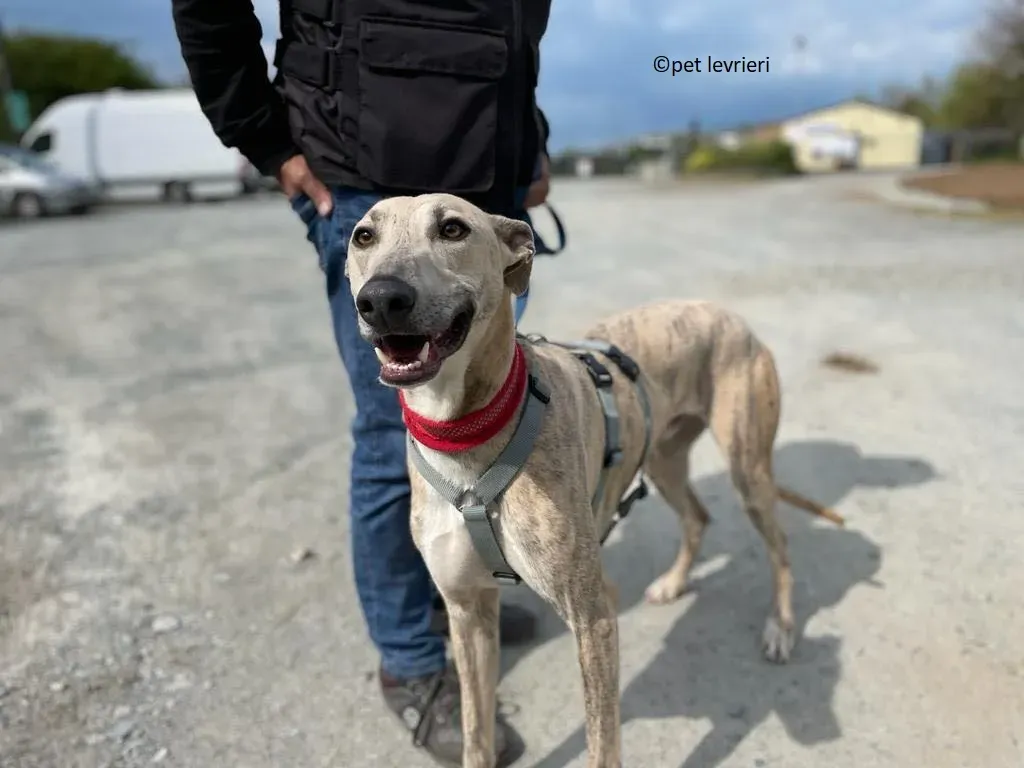 Rocket adozione levriero lurcher whippet5 1