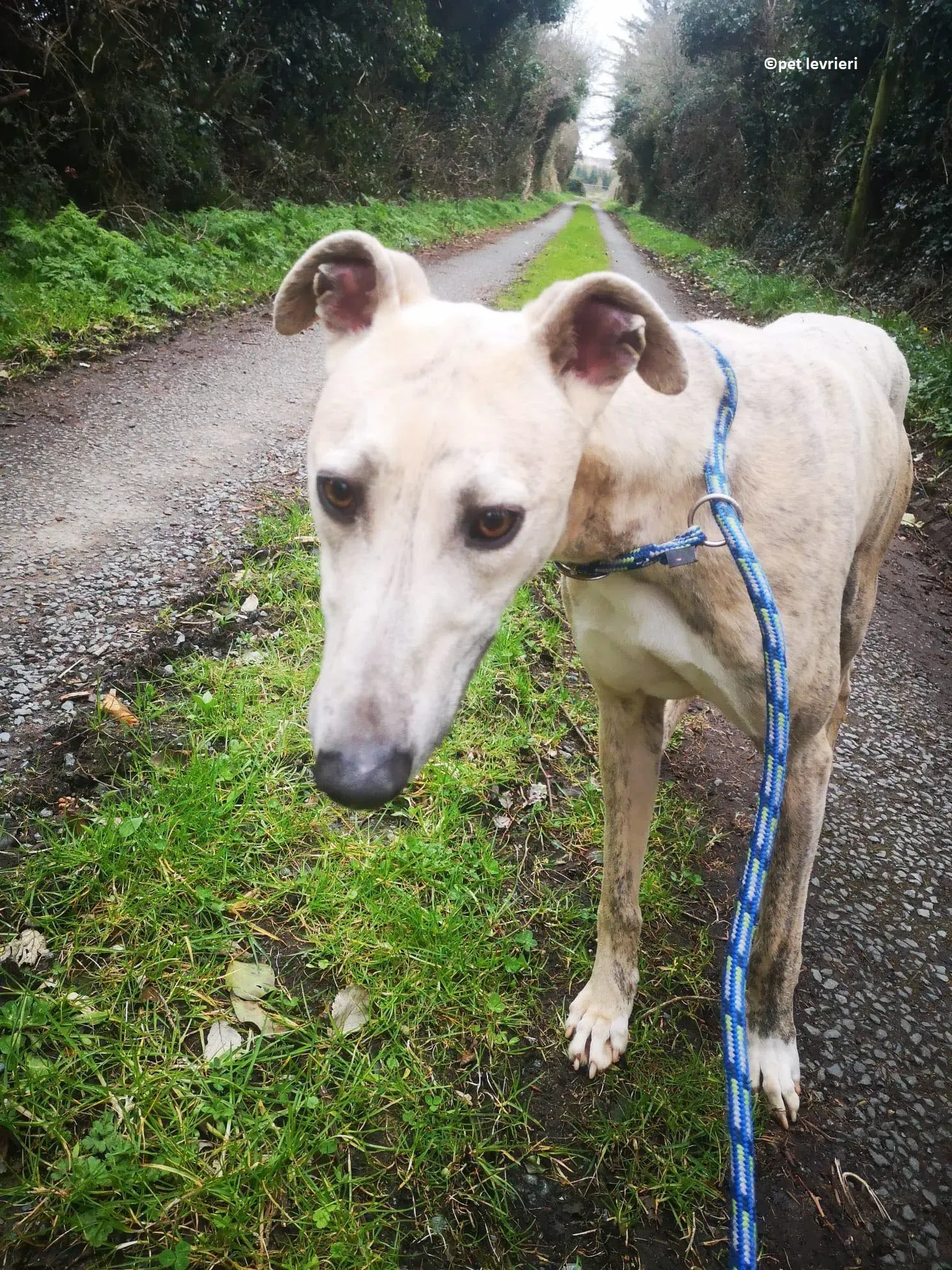 Rocket adozione levriero lurcher whippet5