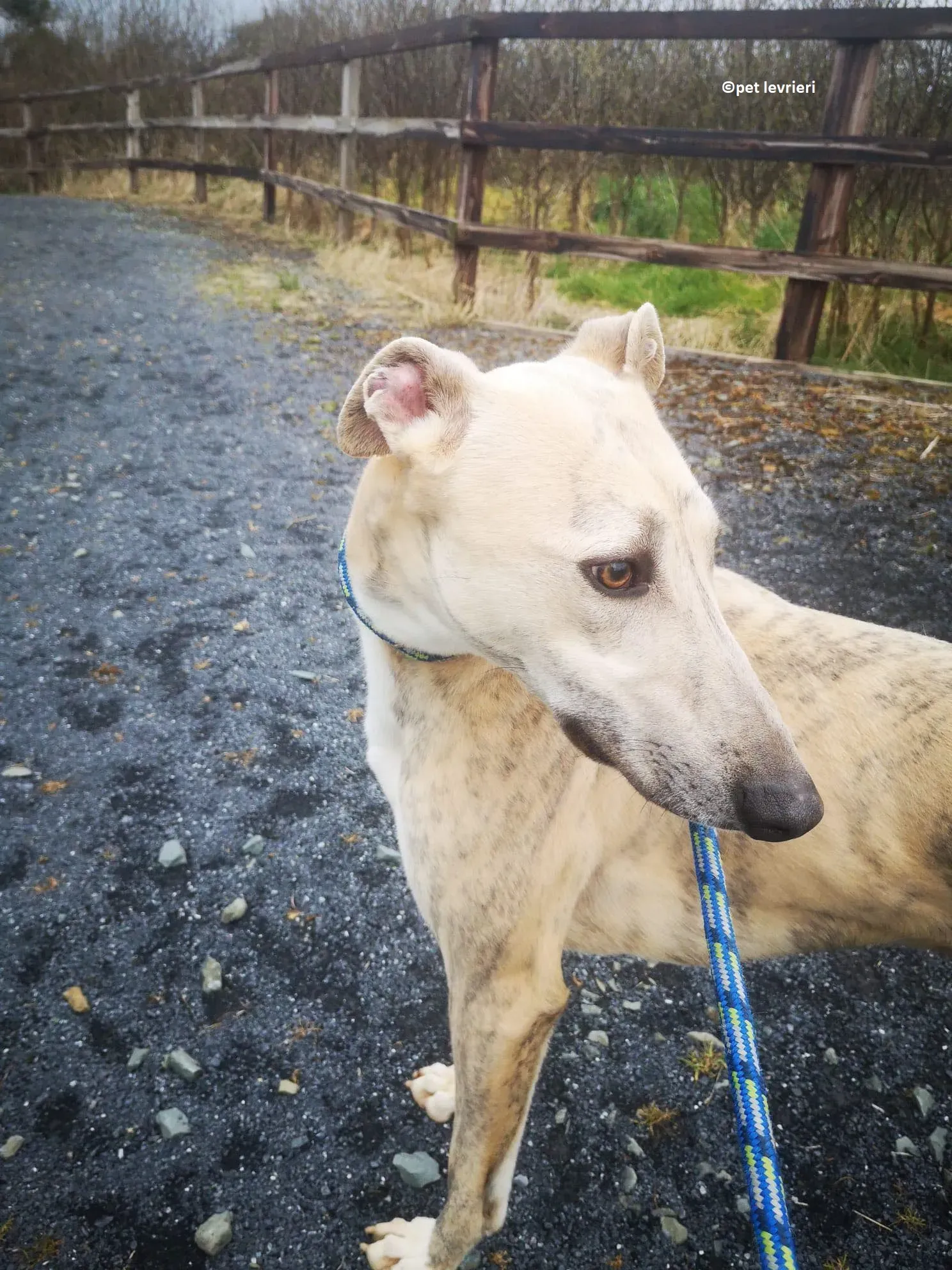 Rocket adozione levriero lurcher whippet6