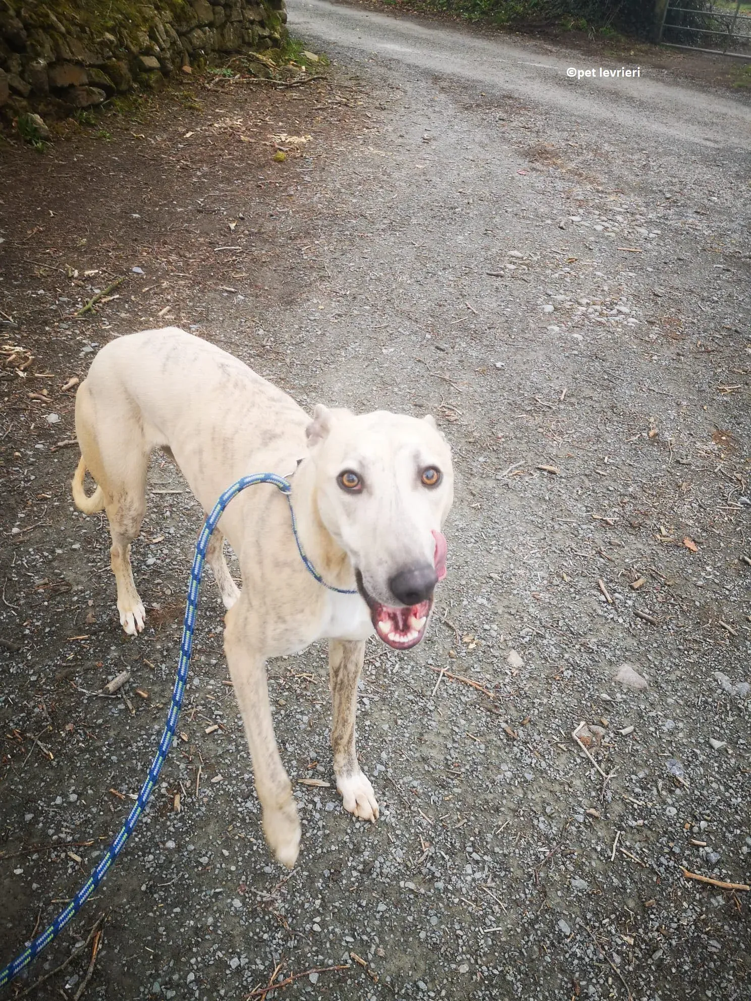 Rocket adozione levriero lurcher whippet7