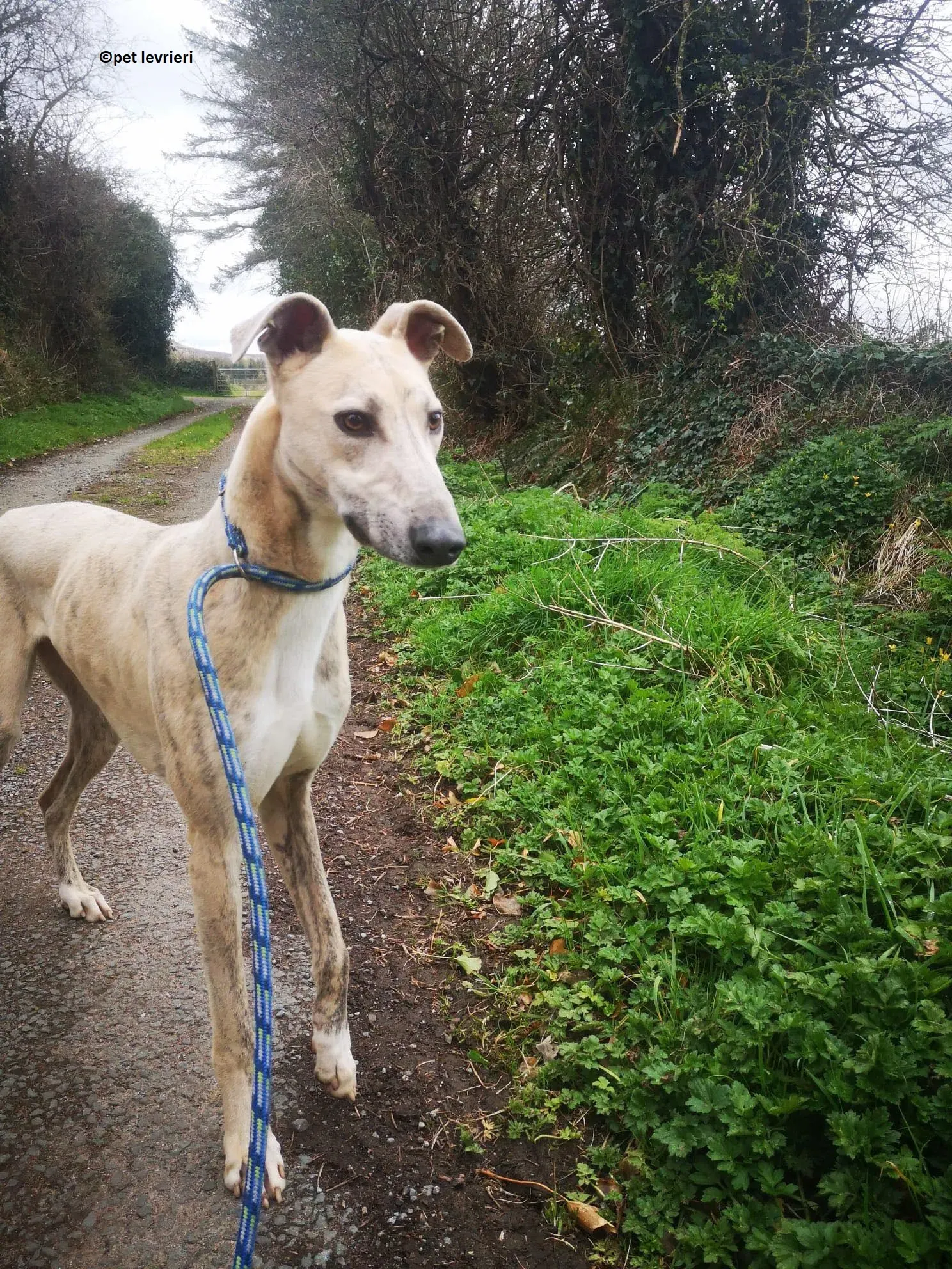 Rocket adozione levriero lurcher whippet8