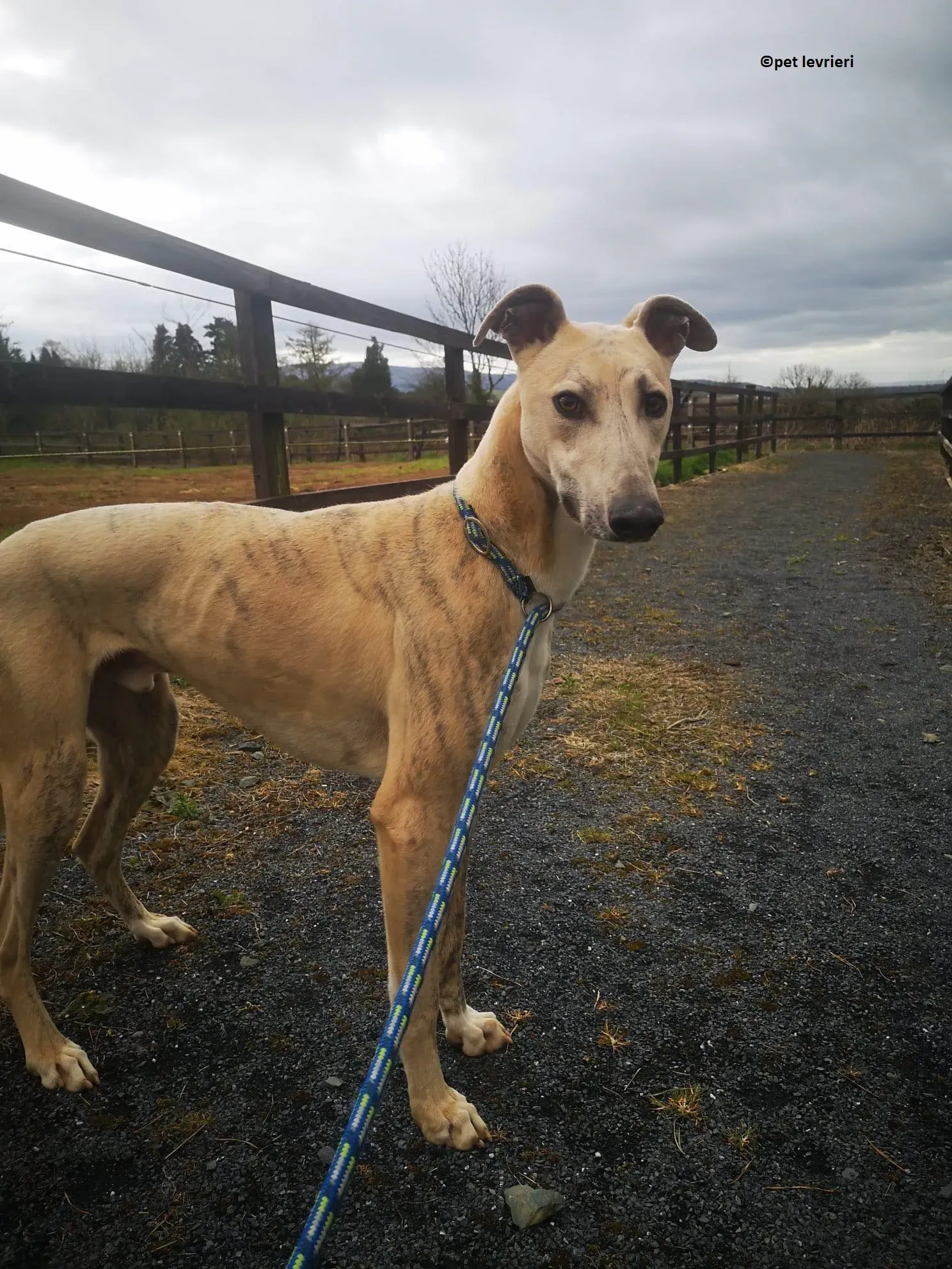 Rocket adozione levriero lurcher whippet9