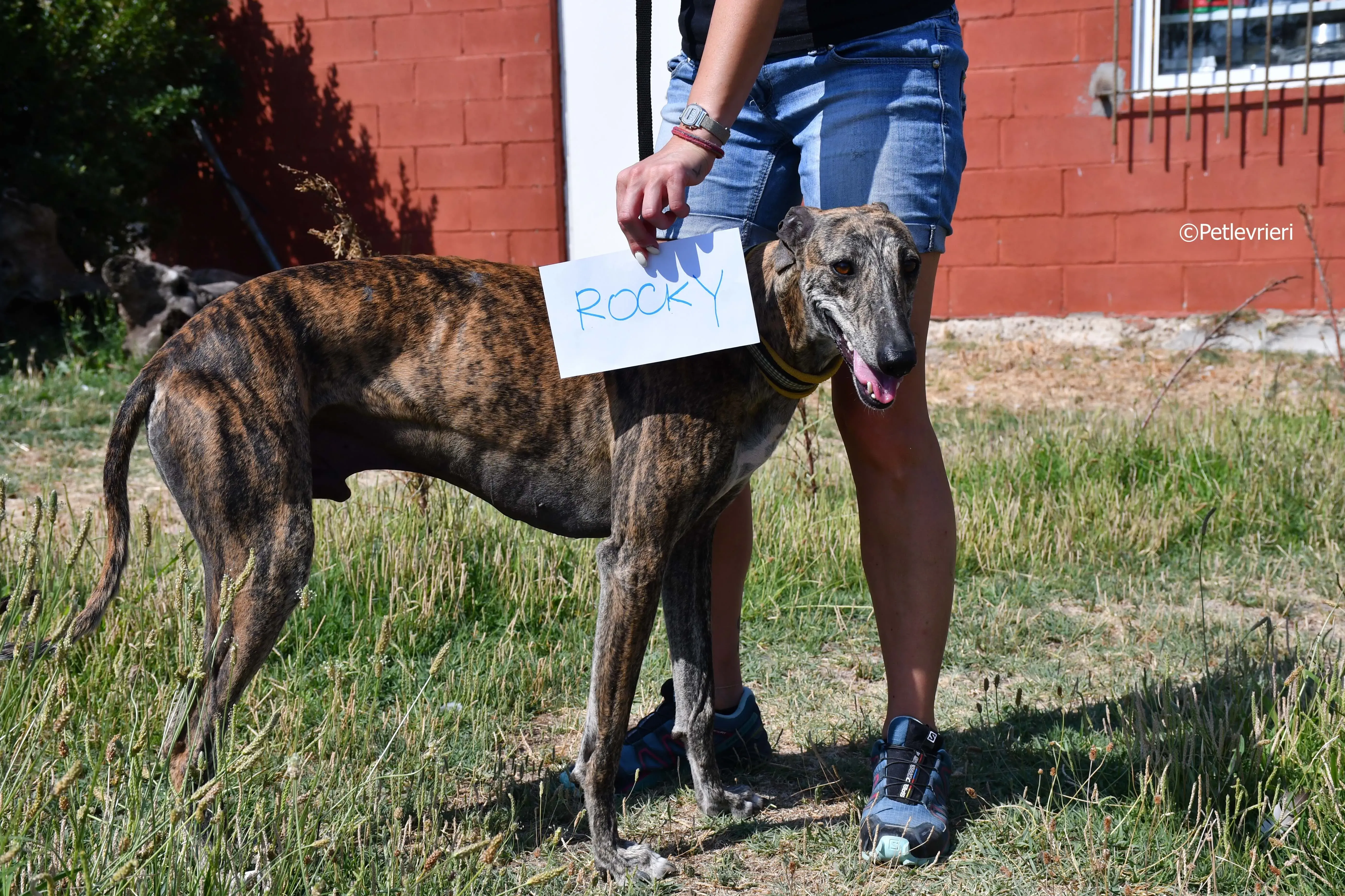 Rocky adozione levrieri galgo 1
