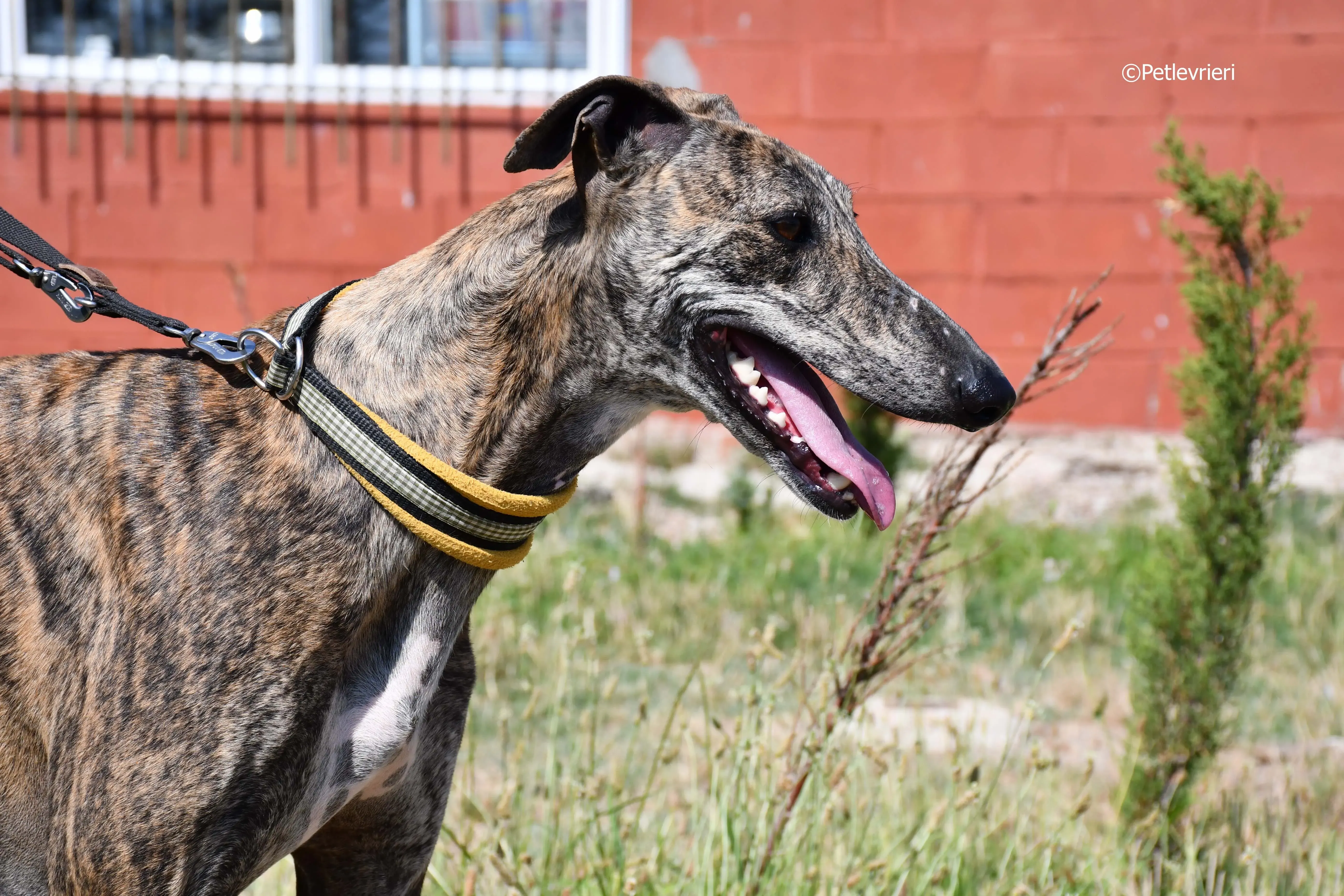 Rocky adozione levrieri galgo 4