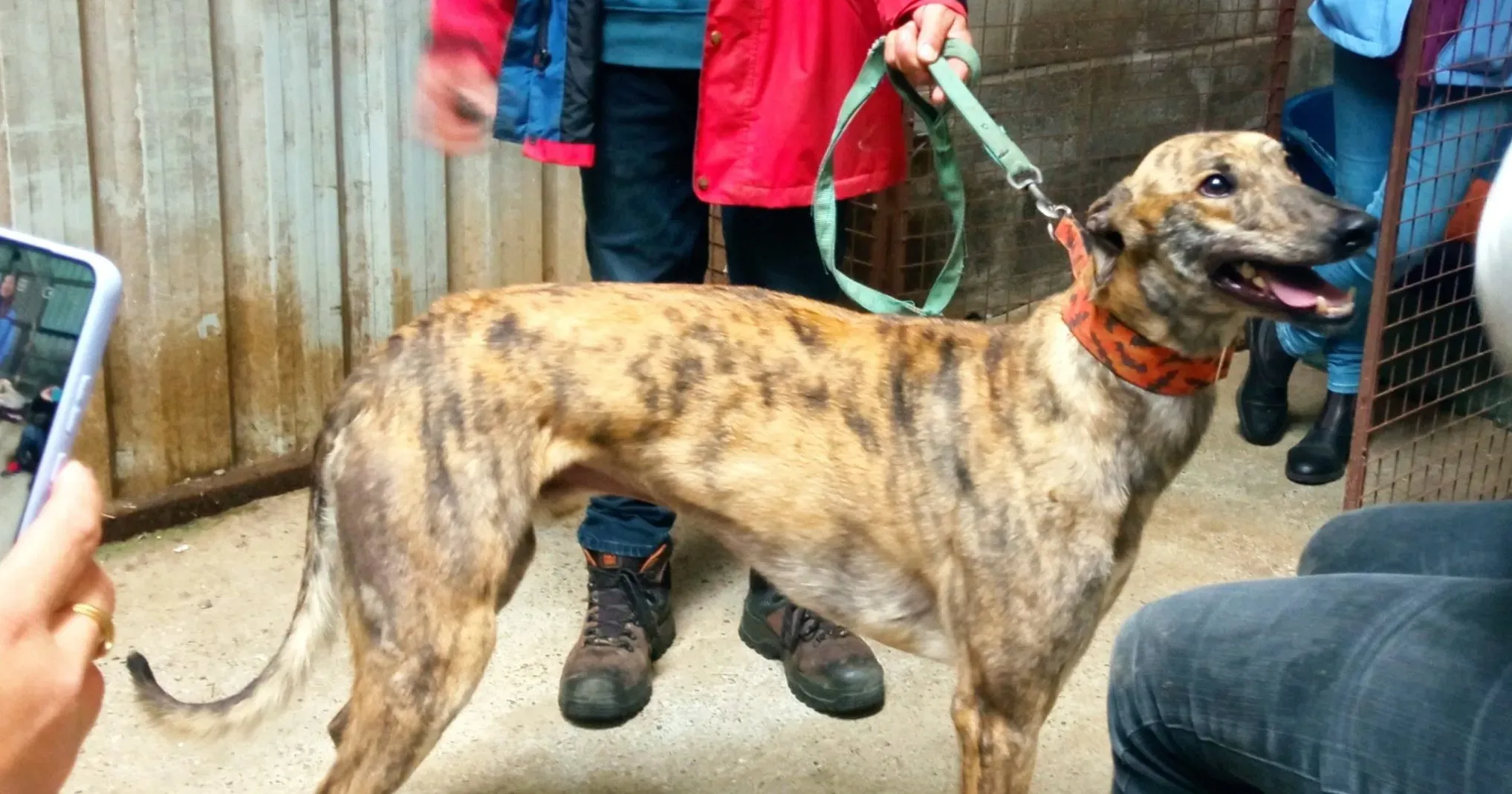 Rodeo adozione levrieri greyhound 1 scaled e1690569575719