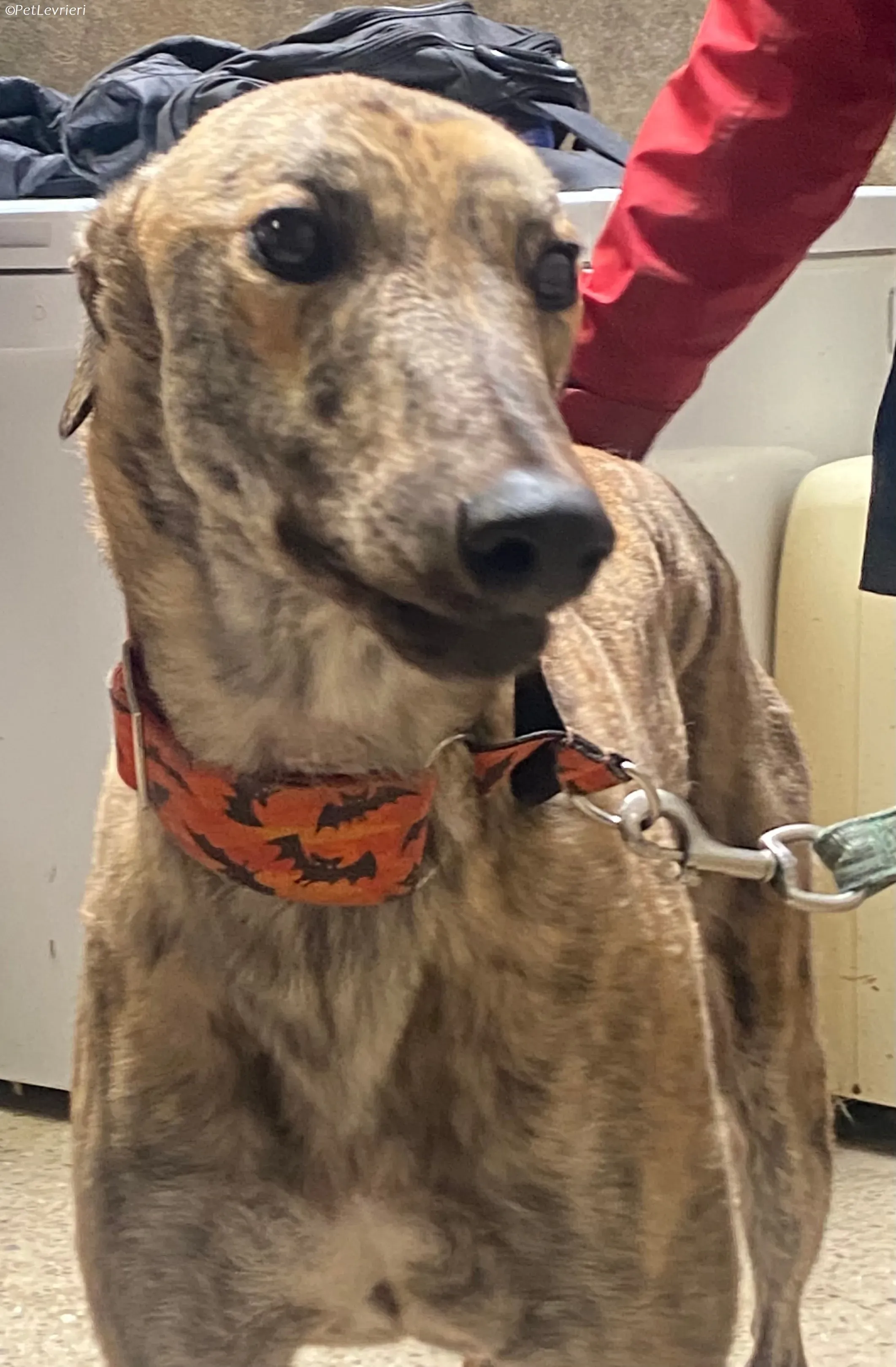 Rodeo adozione levrieri greyhound 10