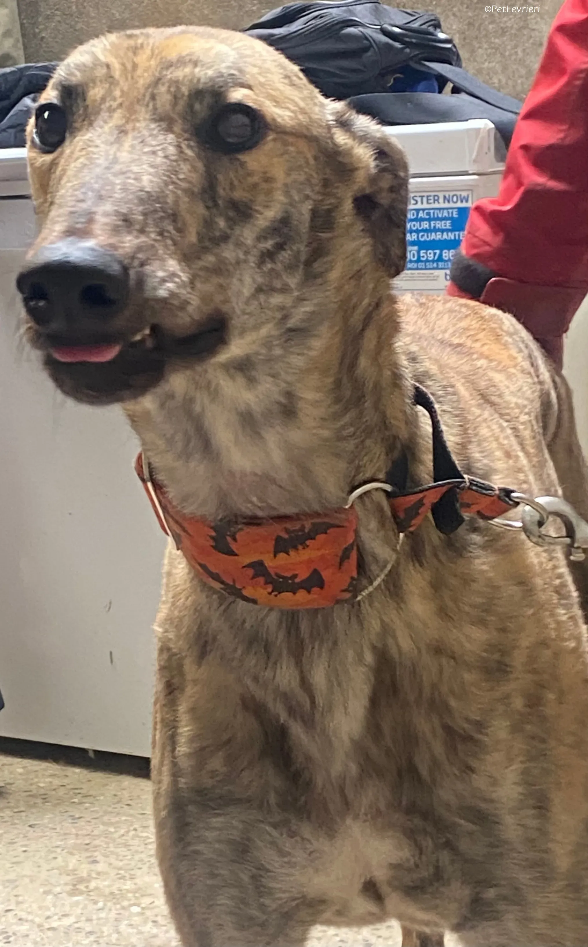 Rodeo adozione levrieri greyhound 11