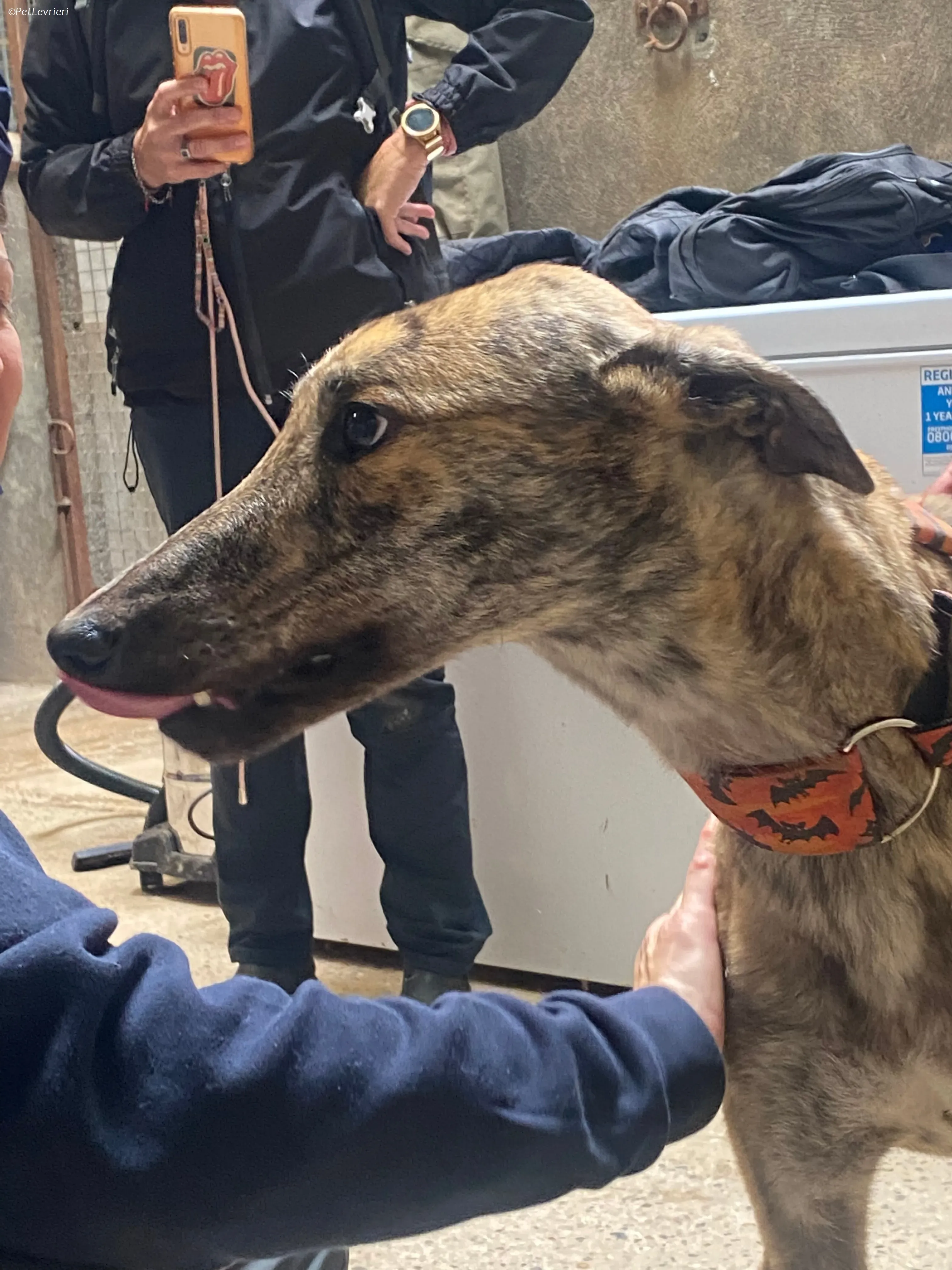 Rodeo adozione levrieri greyhound 12