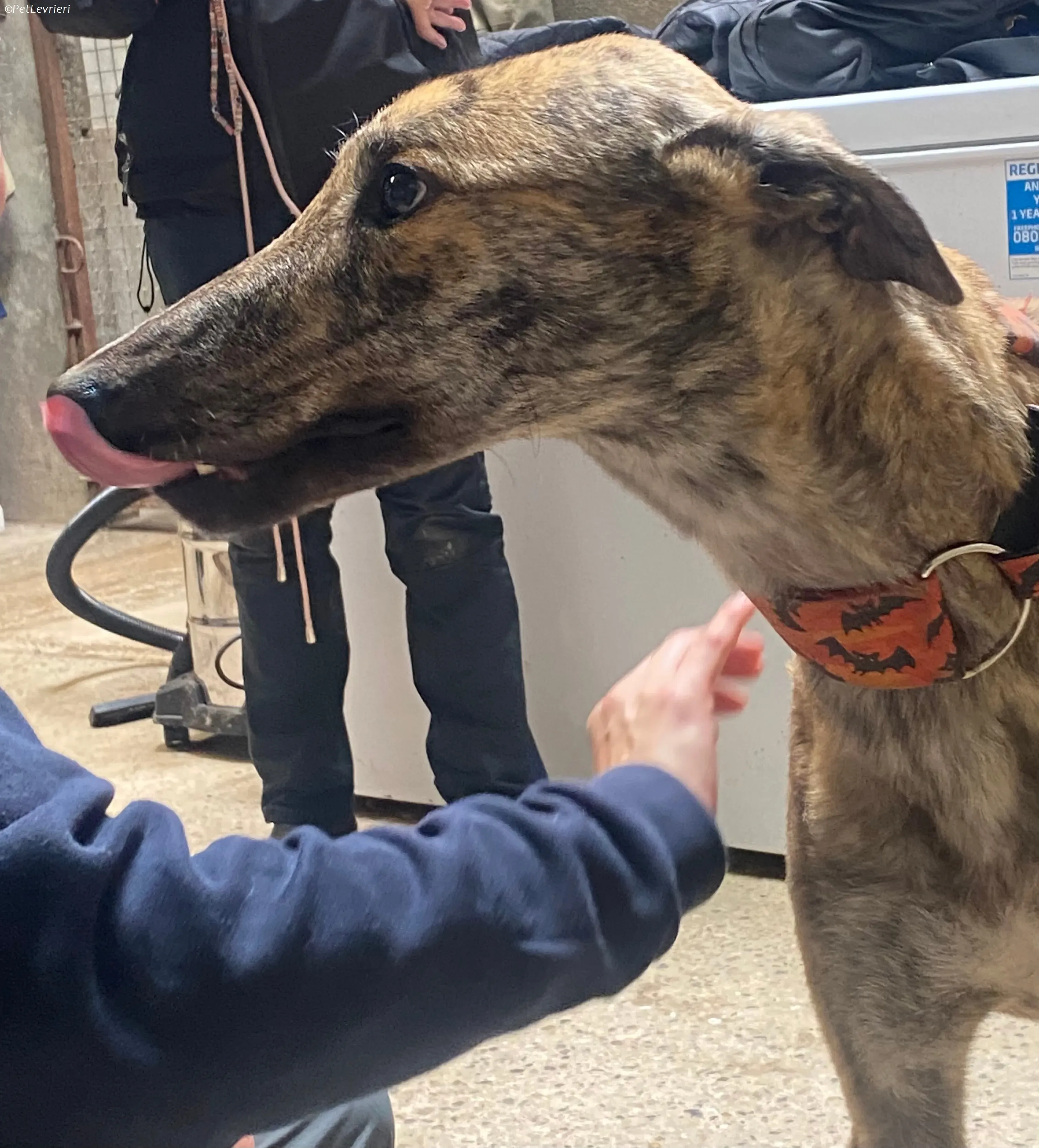 Rodeo adozione levrieri greyhound 13