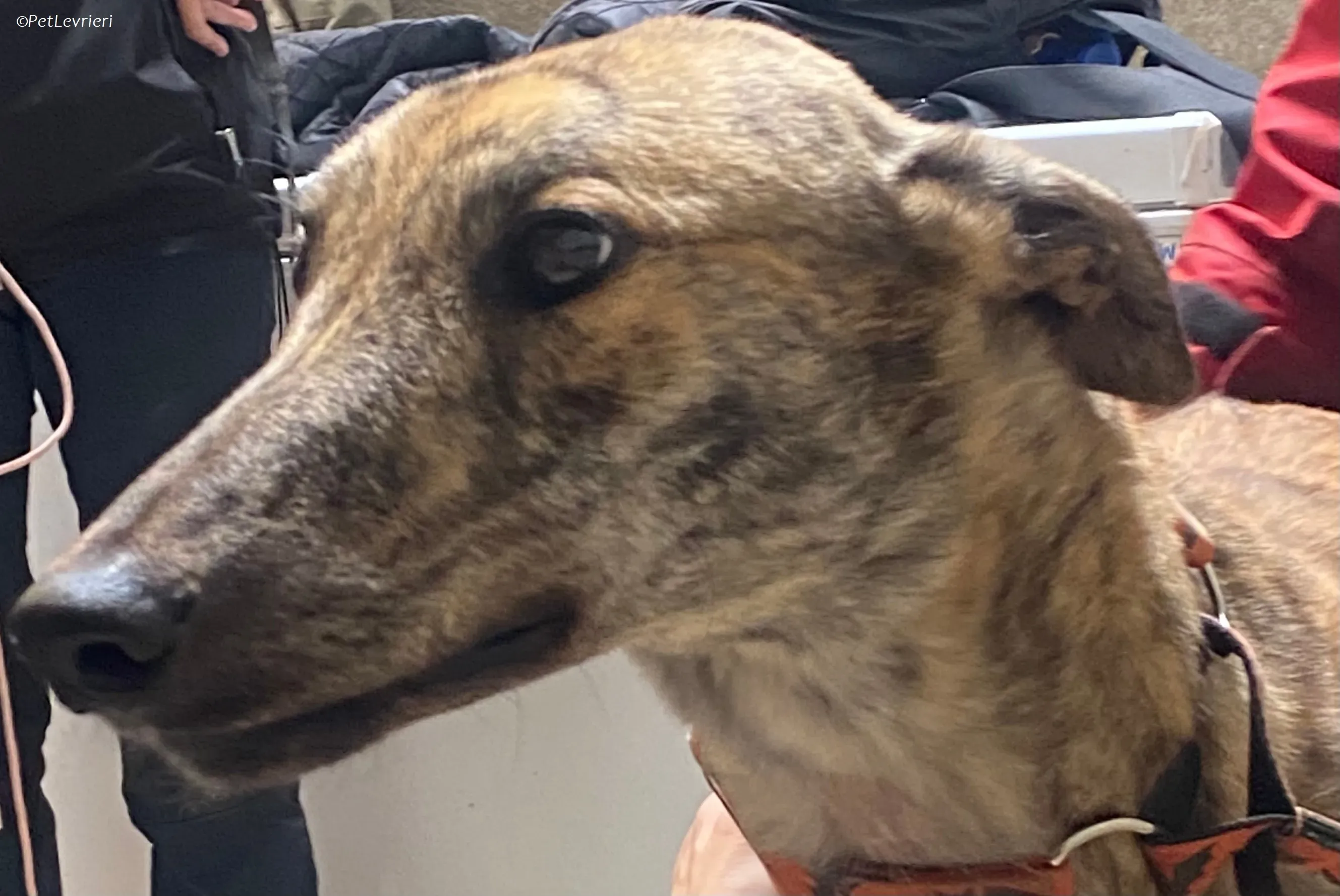 Rodeo adozione levrieri greyhound 14