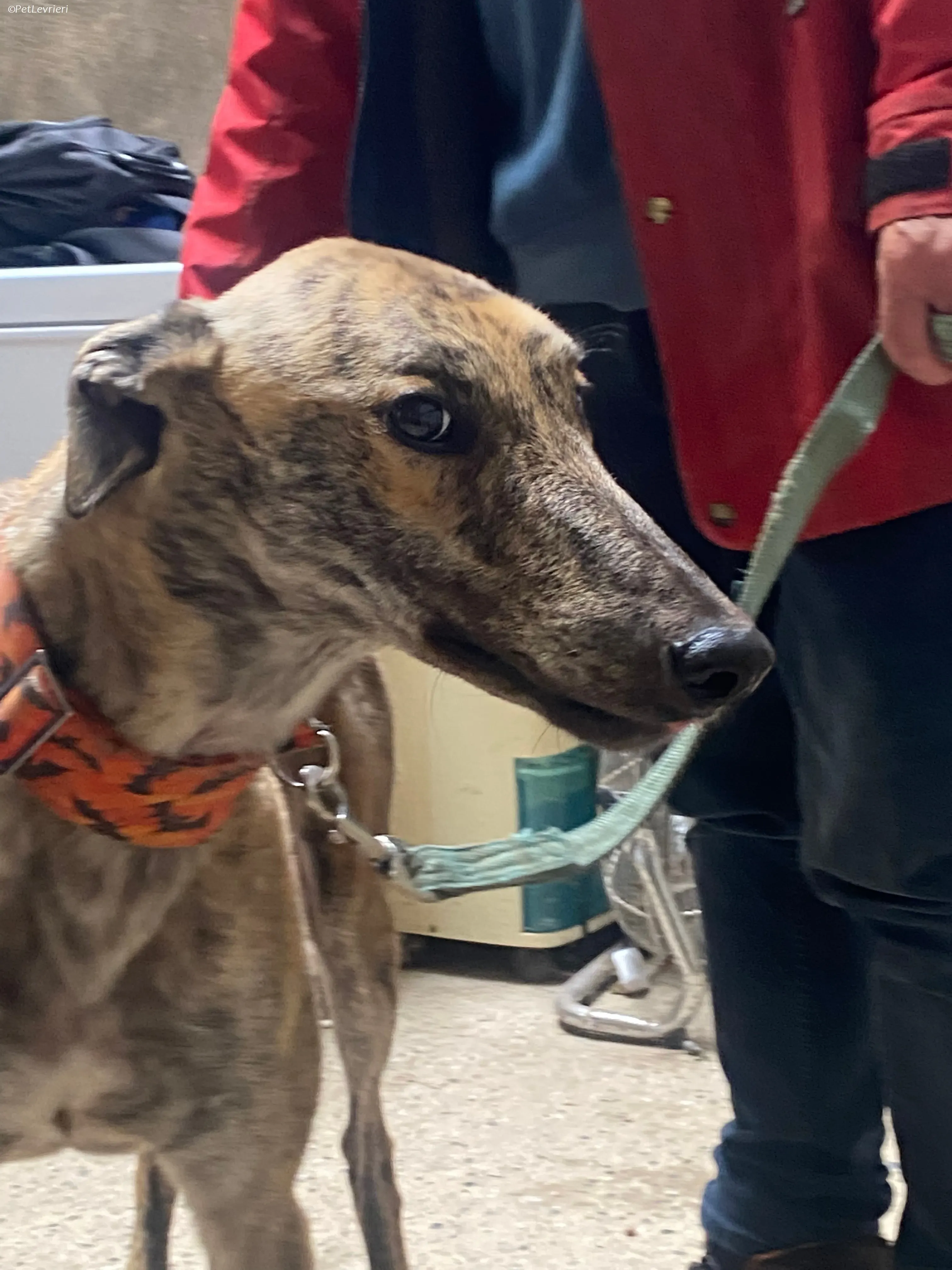 Rodeo adozione levrieri greyhound 15