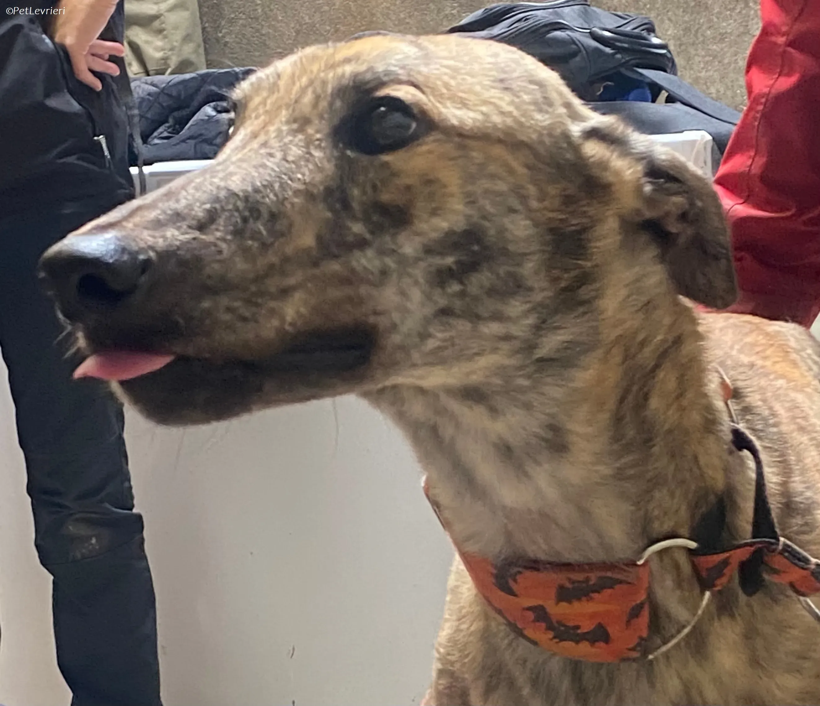 Rodeo adozione levrieri greyhound 16