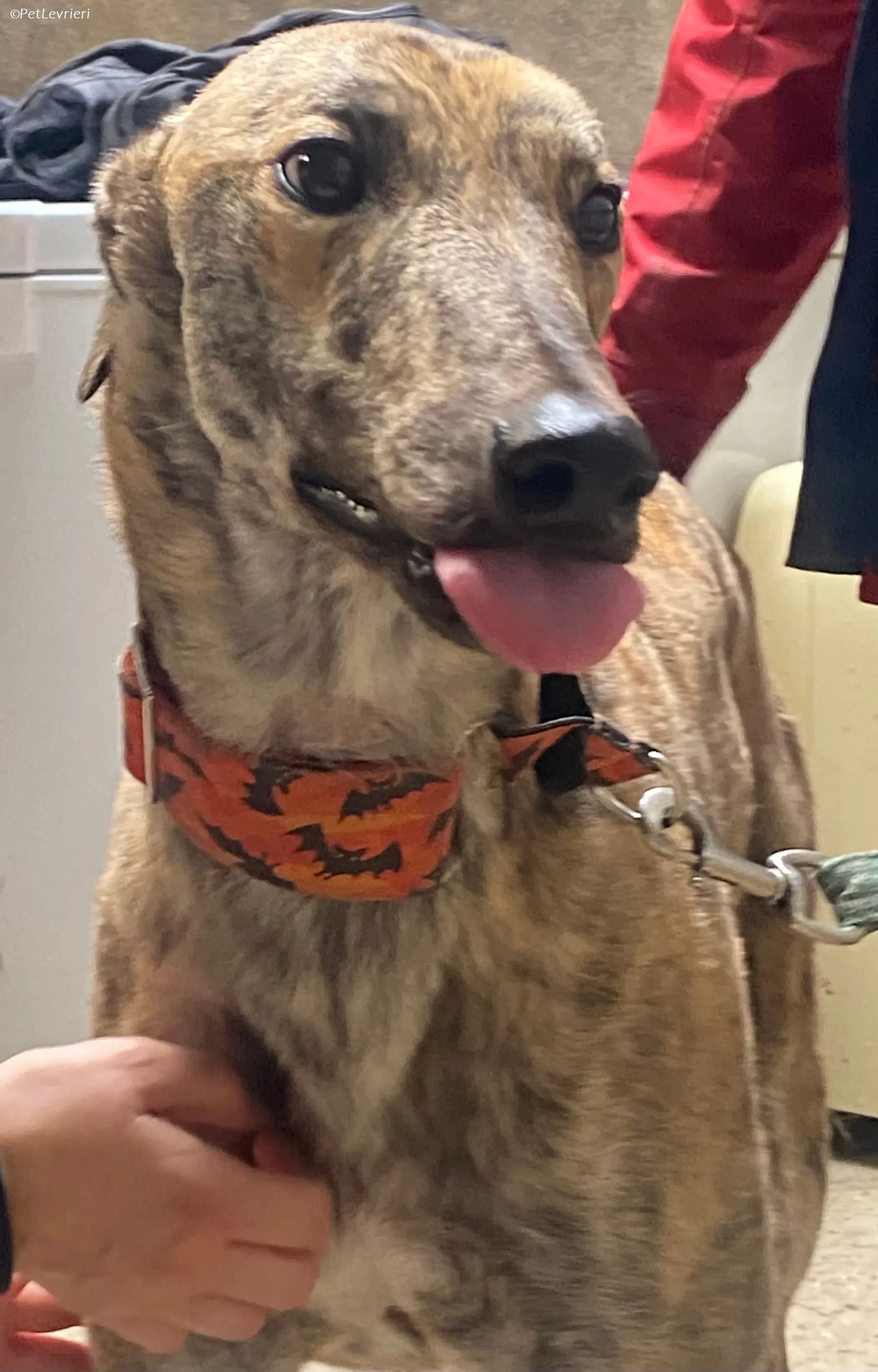 Rodeo adozione levrieri greyhound 17