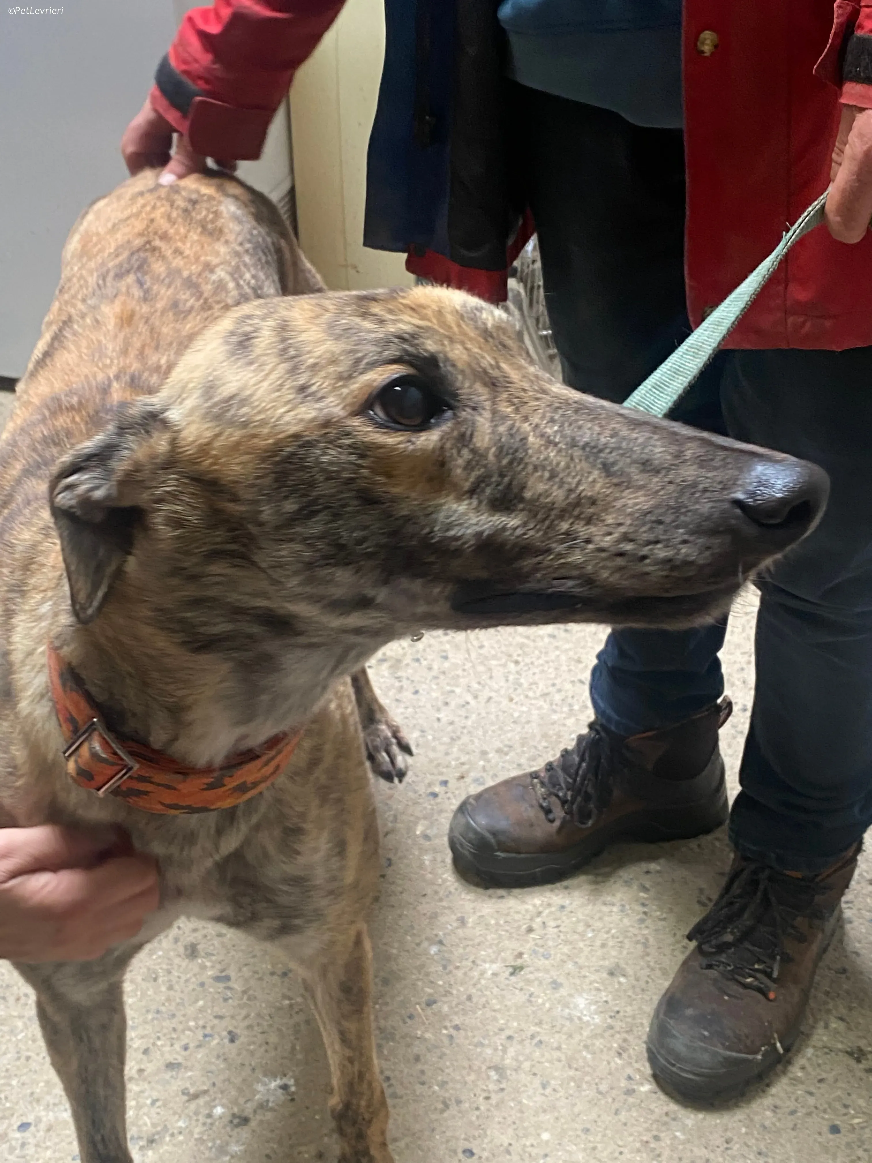 Rodeo adozione levrieri greyhound 18