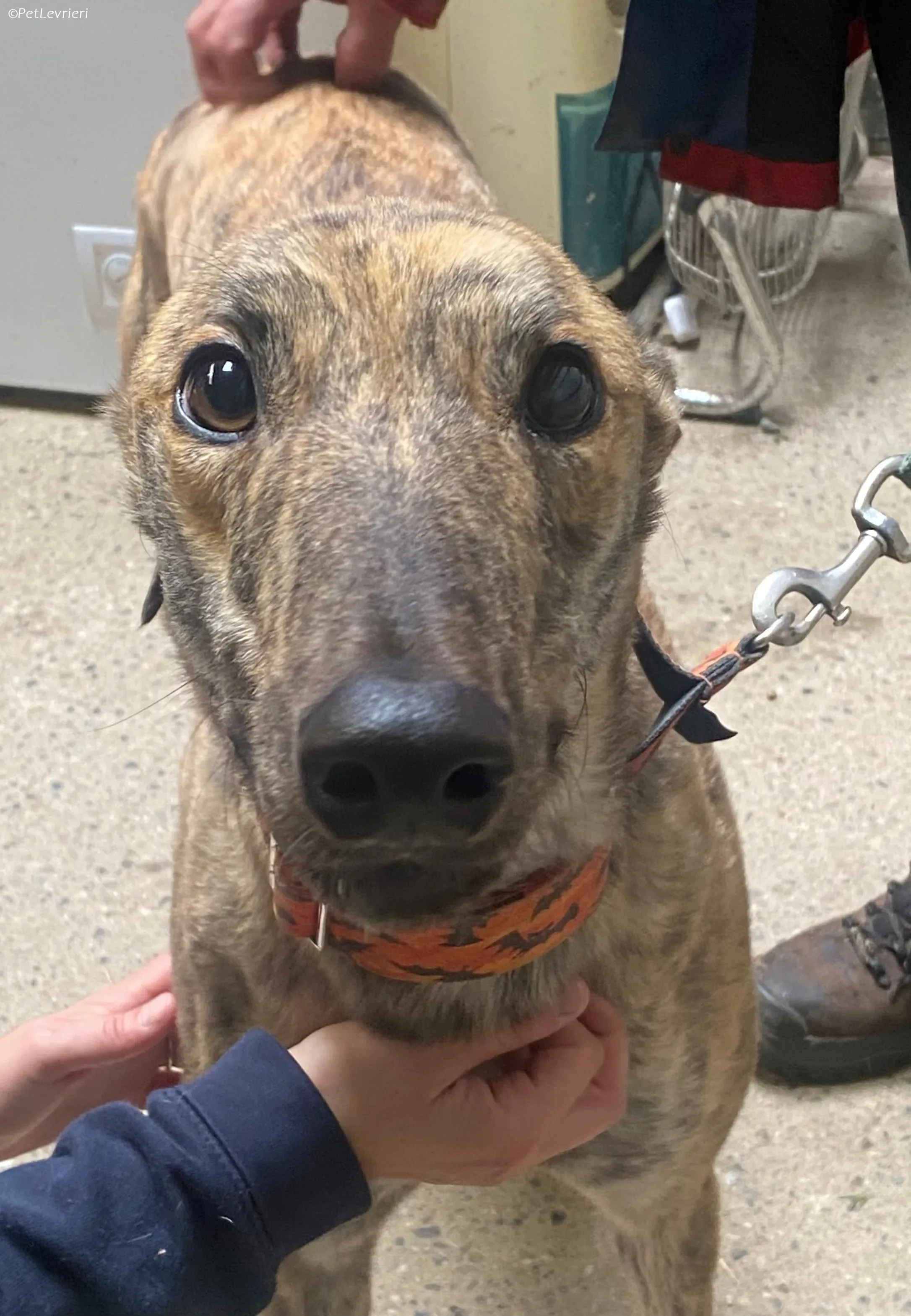 Rodeo adozione levrieri greyhound 19