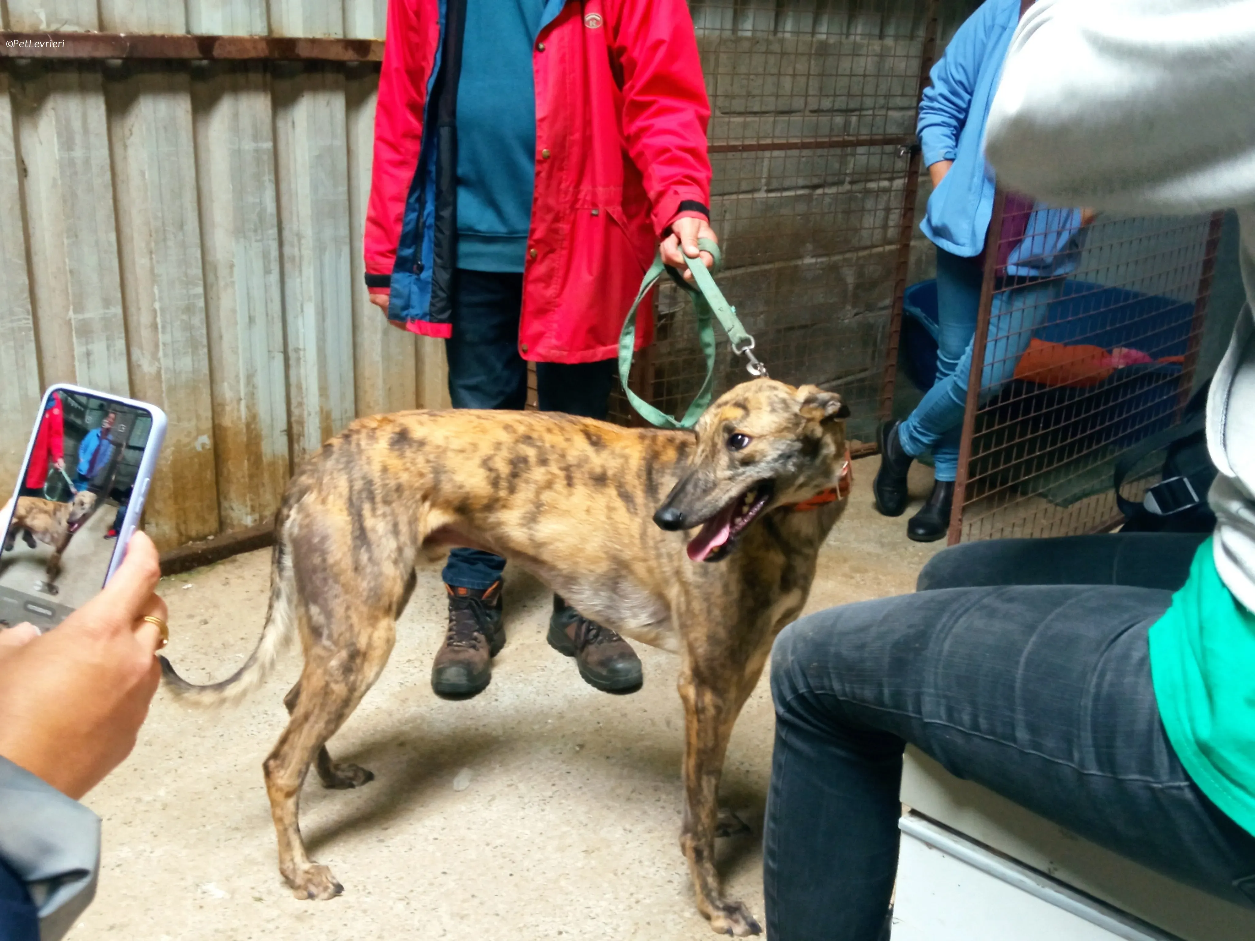 Rodeo adozione levrieri greyhound 2