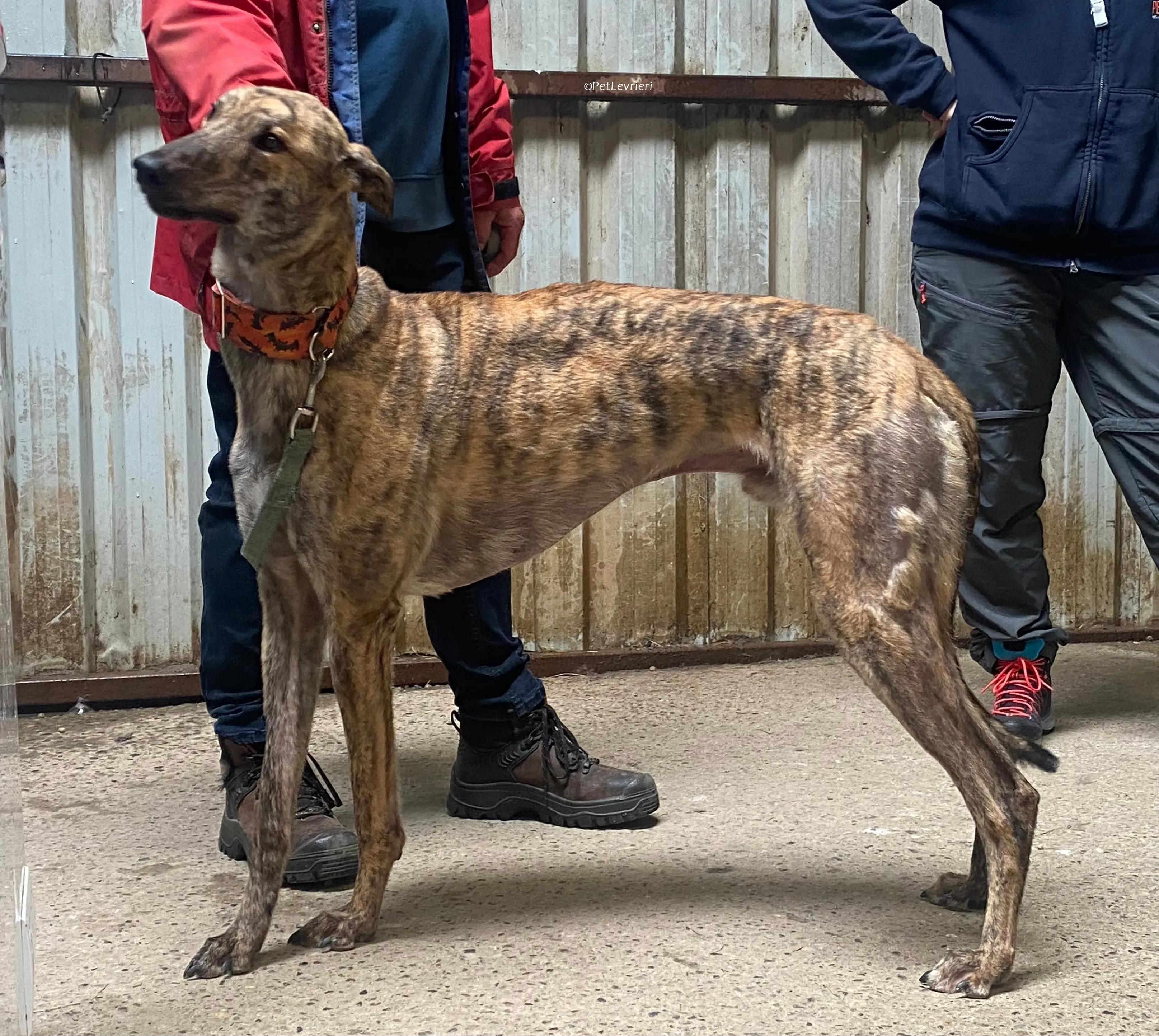 Rodeo adozione levrieri greyhound 20