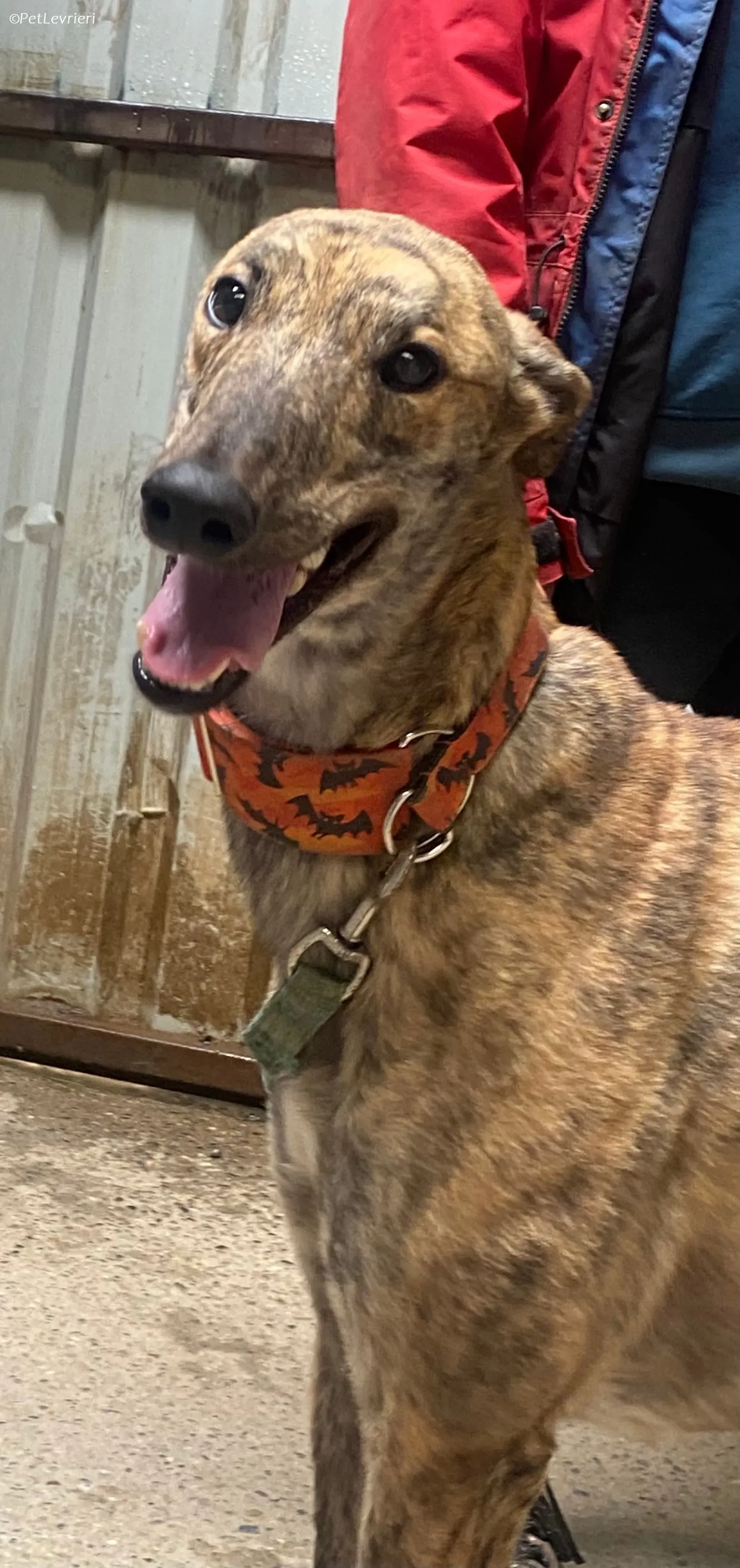 Rodeo adozione levrieri greyhound 21