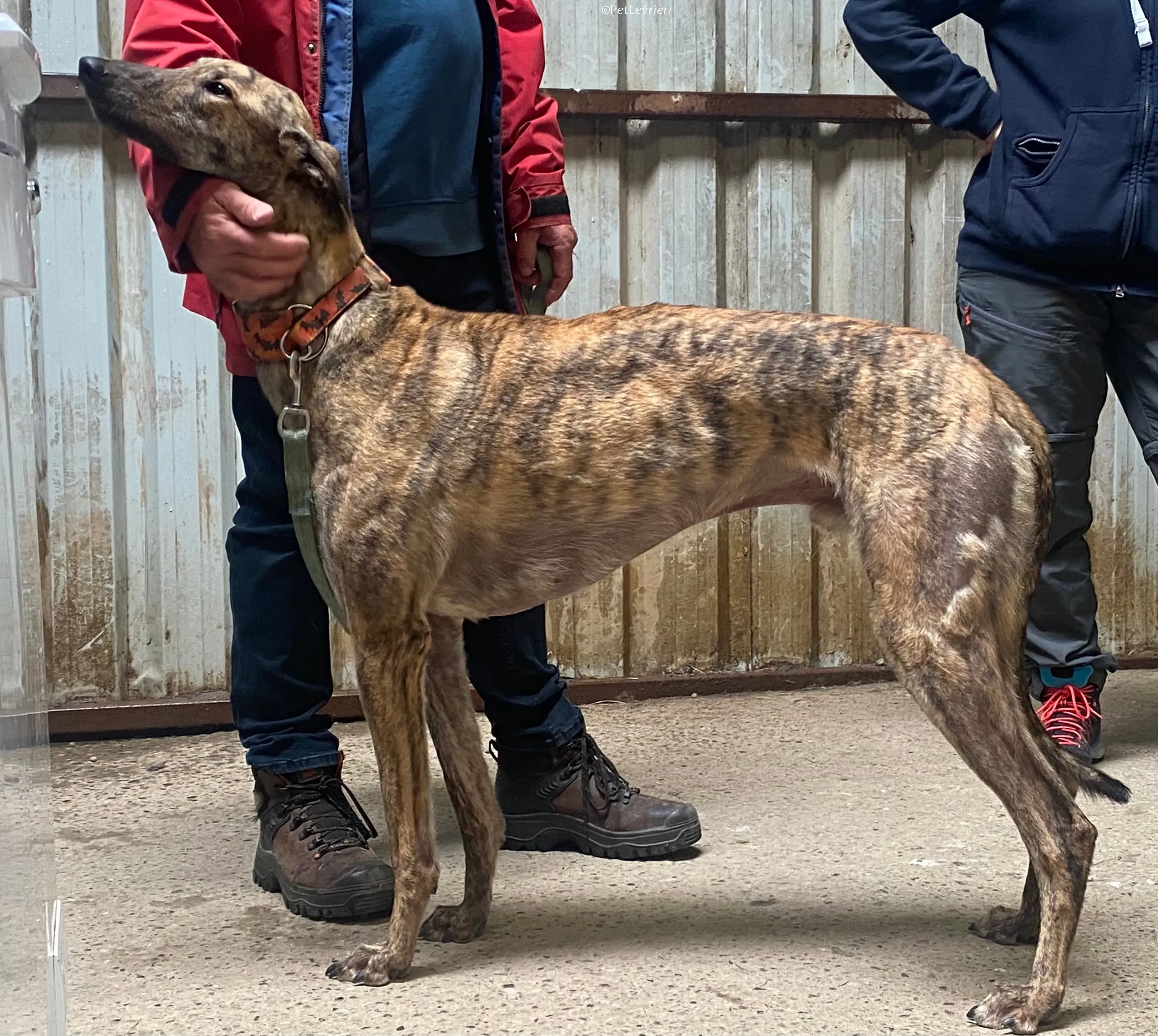 Rodeo adozione levrieri greyhound 22