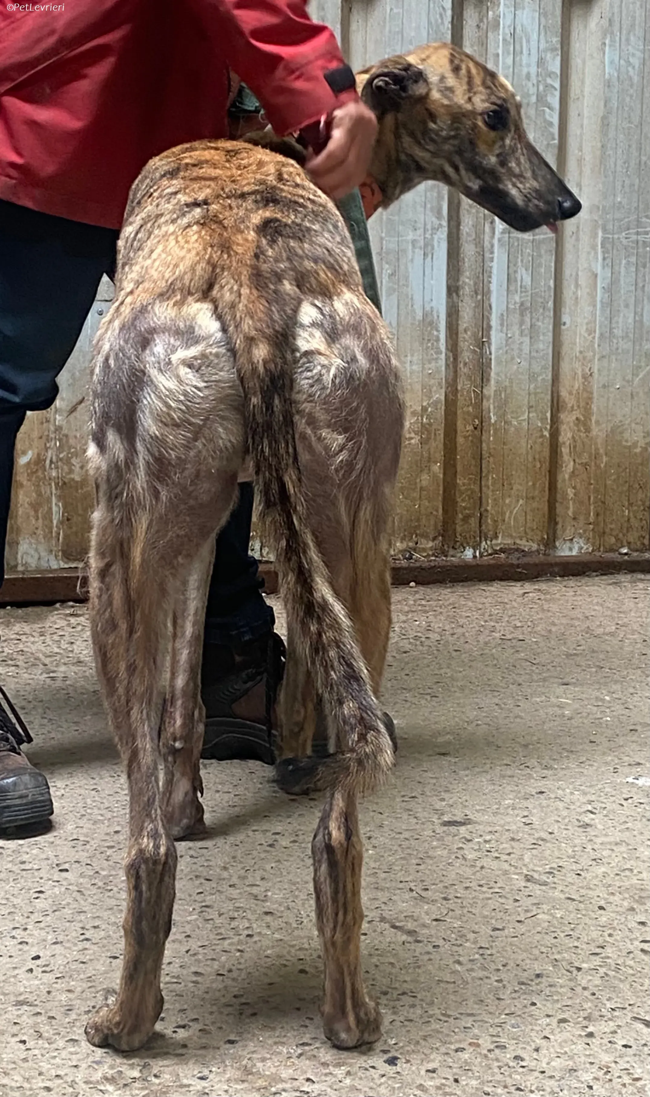 Rodeo adozione levrieri greyhound 23